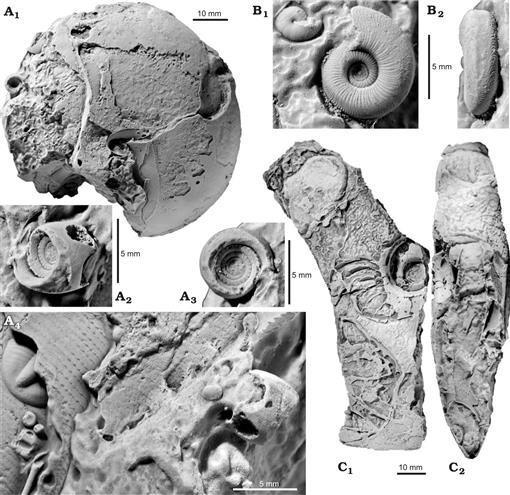 Exploring the Limits of Morphospace: Ontogeny and Ecology of Late Viséan  Ammonoids from the Tafilalt, Morocco