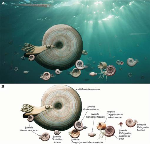 Exploring the Limits of Morphospace: Ontogeny and Ecology of Late Viséan  Ammonoids from the Tafilalt, Morocco