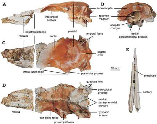 New Miocene Sulid Birds from Peru and Considerations on their Neogene ...