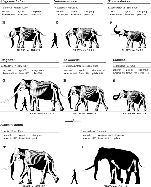 Shoulder Height, Body Mass, and Shape of Proboscideans