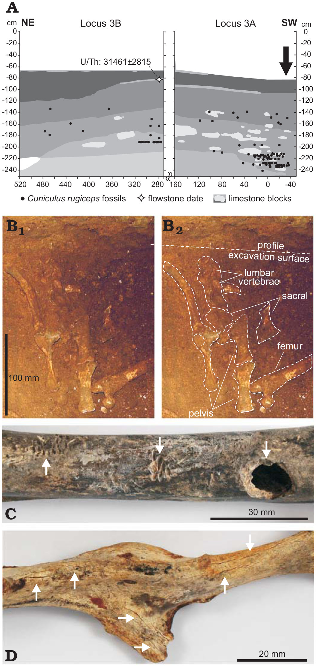 Taxonomic, Biogeographic, and Taphonomic Reassessment of a Large