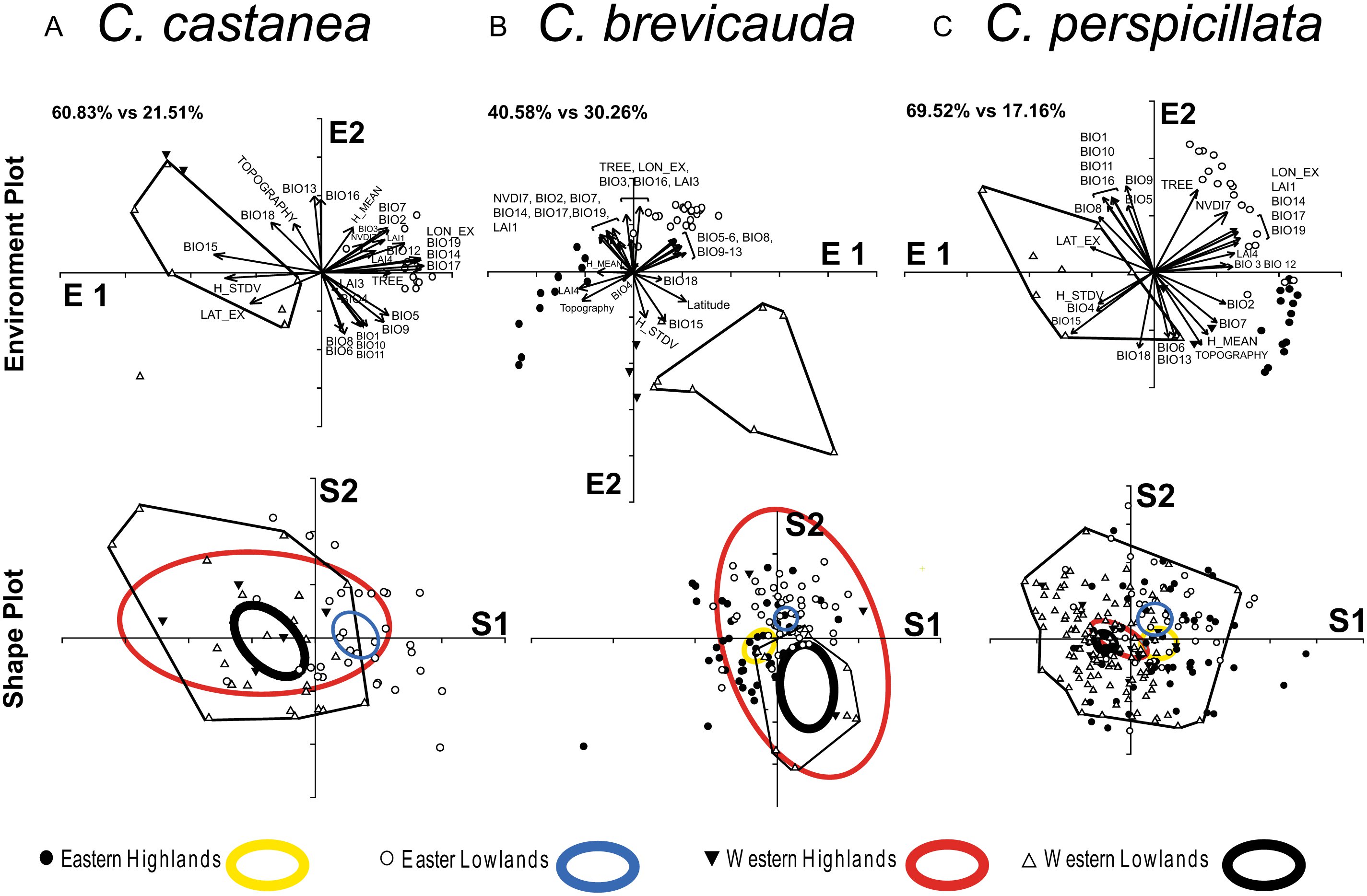 Environmental Components And Boundaries Of Morphological Variation In The Short Tailed Fruit Bat Carollia Spp In Ecuador