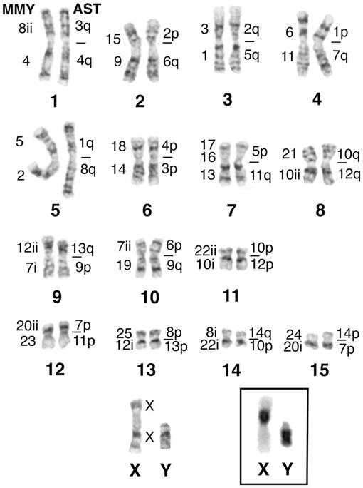 Comparative Chromosomal Studies in Rhinolophus formosae and R
