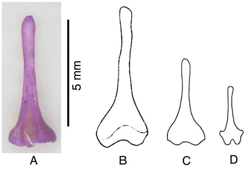 Comparative Chromosomal Studies in Rhinolophus formosae and R