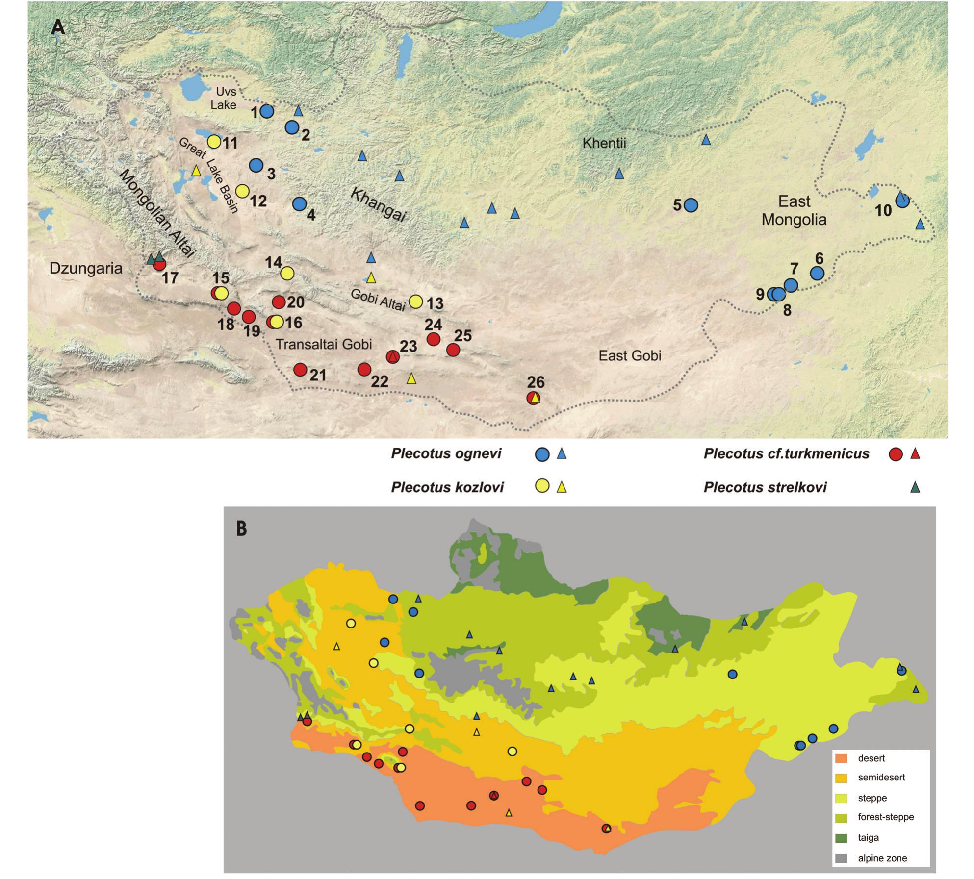 Genetic Diversity of Mongolian Long-Eared Bats (Plecotus ...