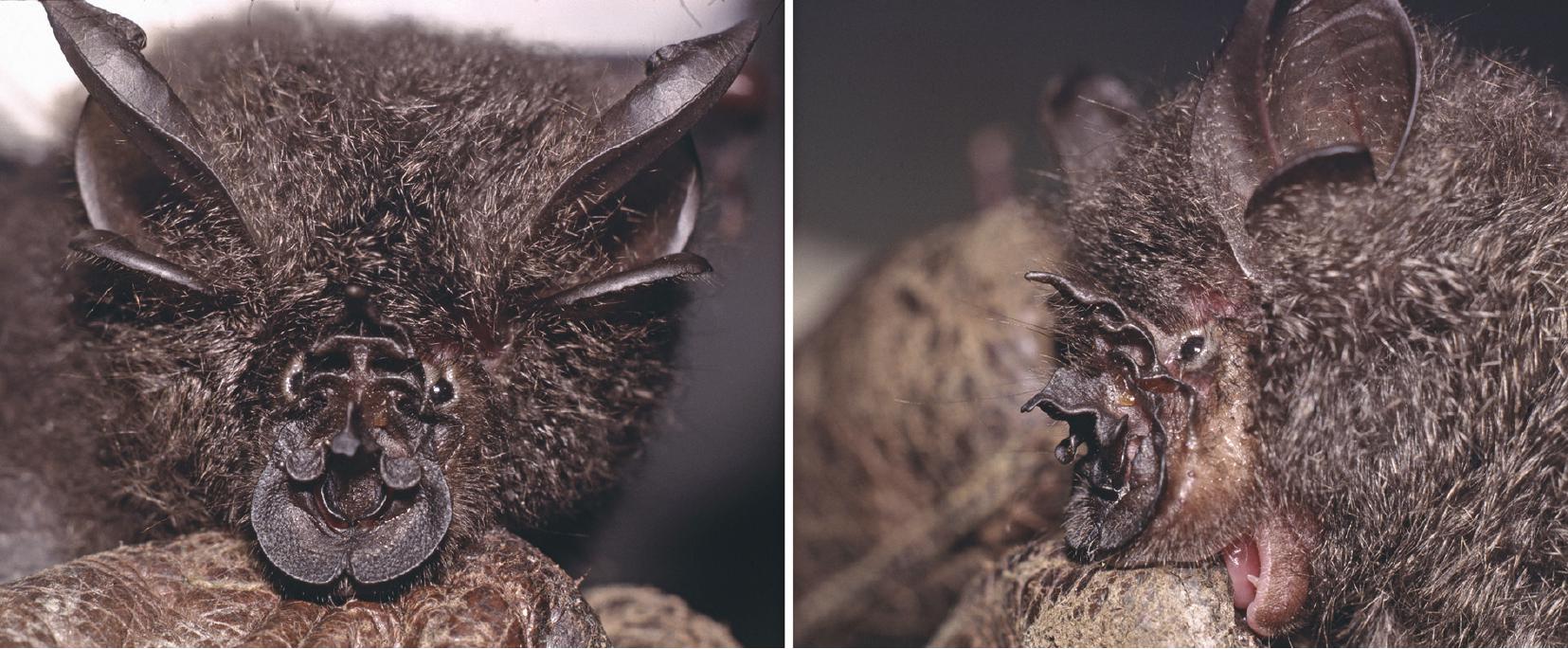 Cytogenetic Investigations in Bornean Rhinolophoidea Revealed Cryptic ...