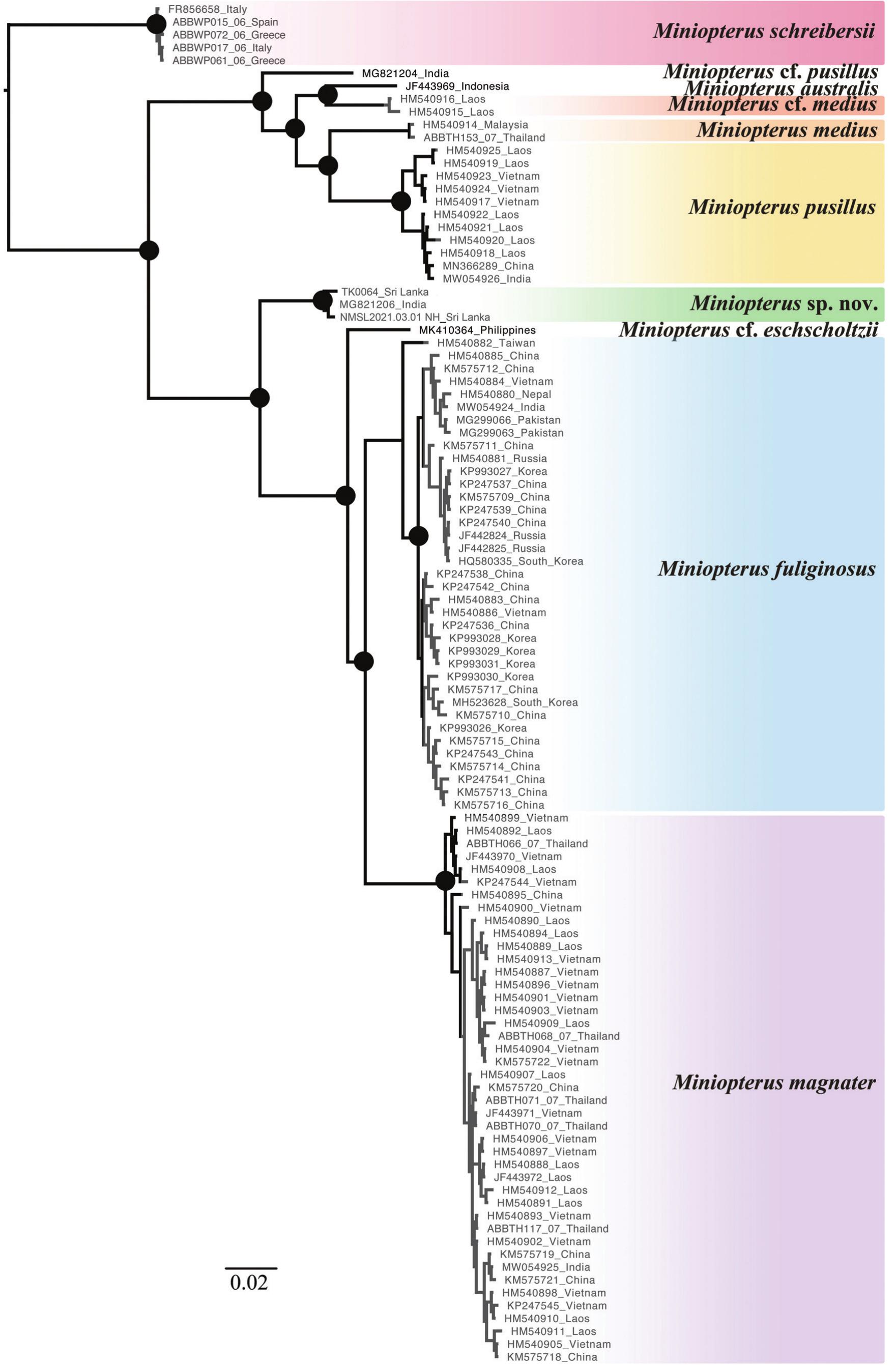 DNA Barcoding And Morphological Analyses Reveal A Cryptic Species Of ...