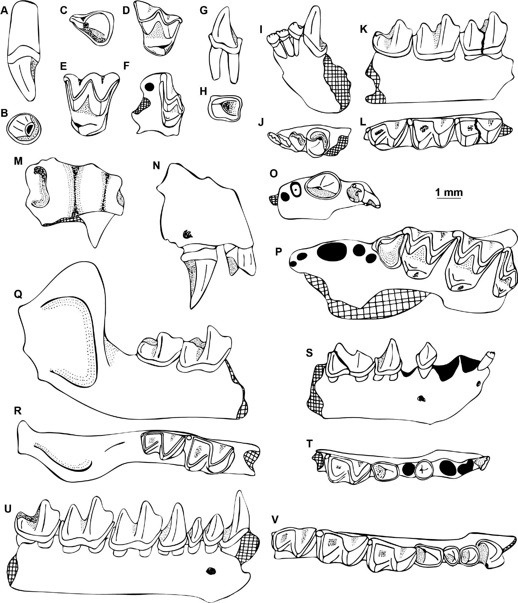 The Late and the Latest Pleistocene Chiroptera (Mammalia) from Loutra ...