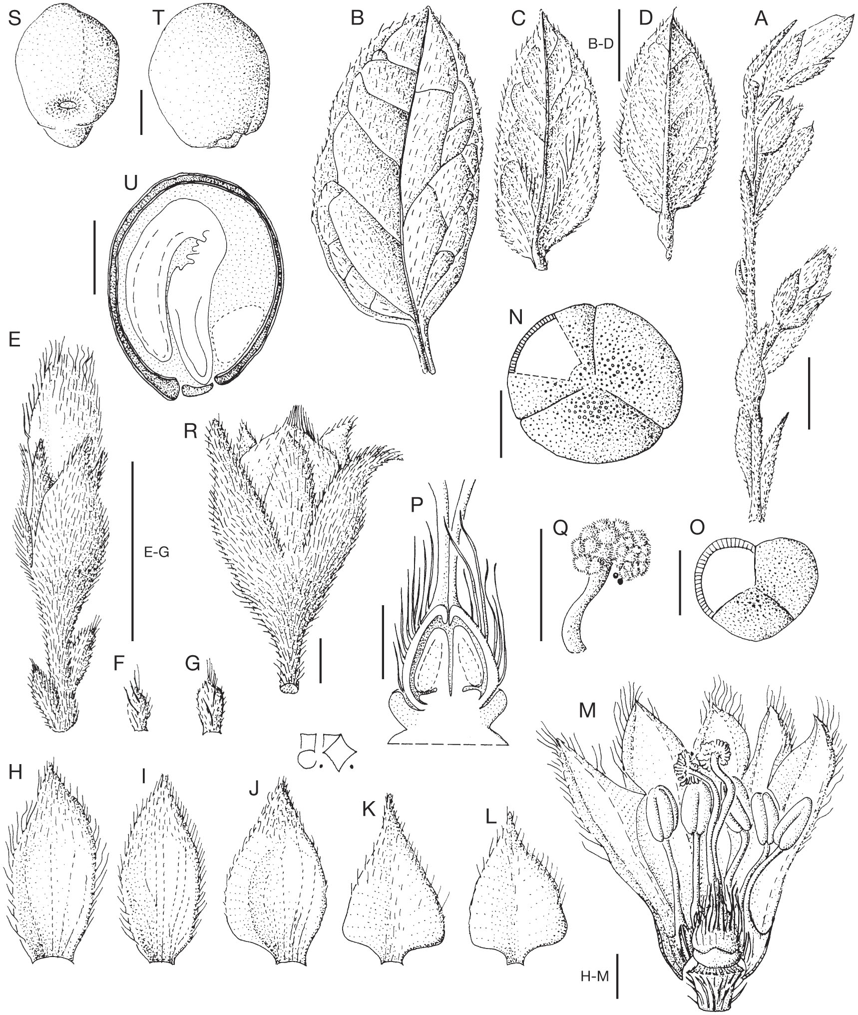 The Genus Seddera Hochst Convolvulaceae In Madagascar