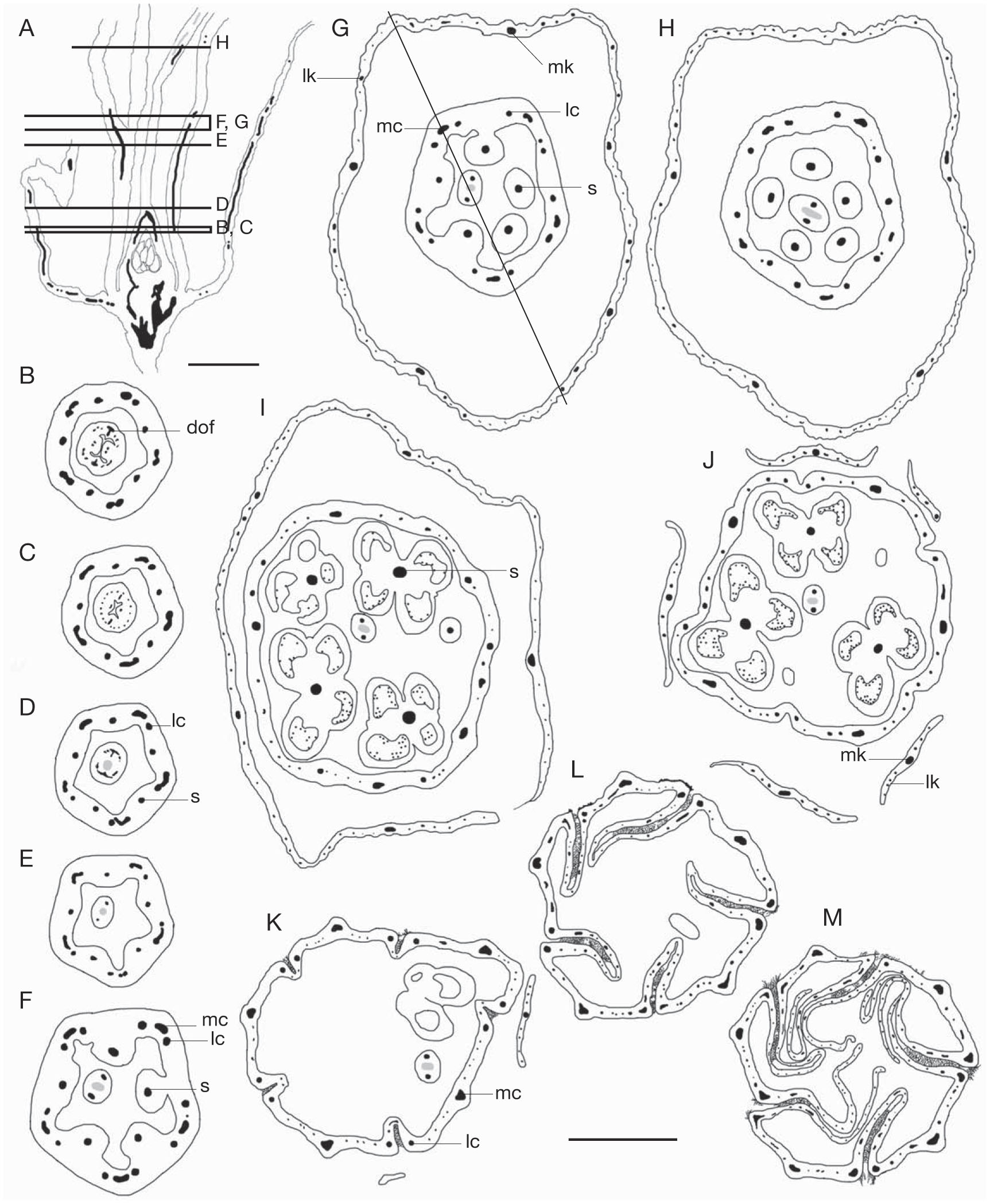 Flower vascularisation in Solanaceae: a particular pattern in ...