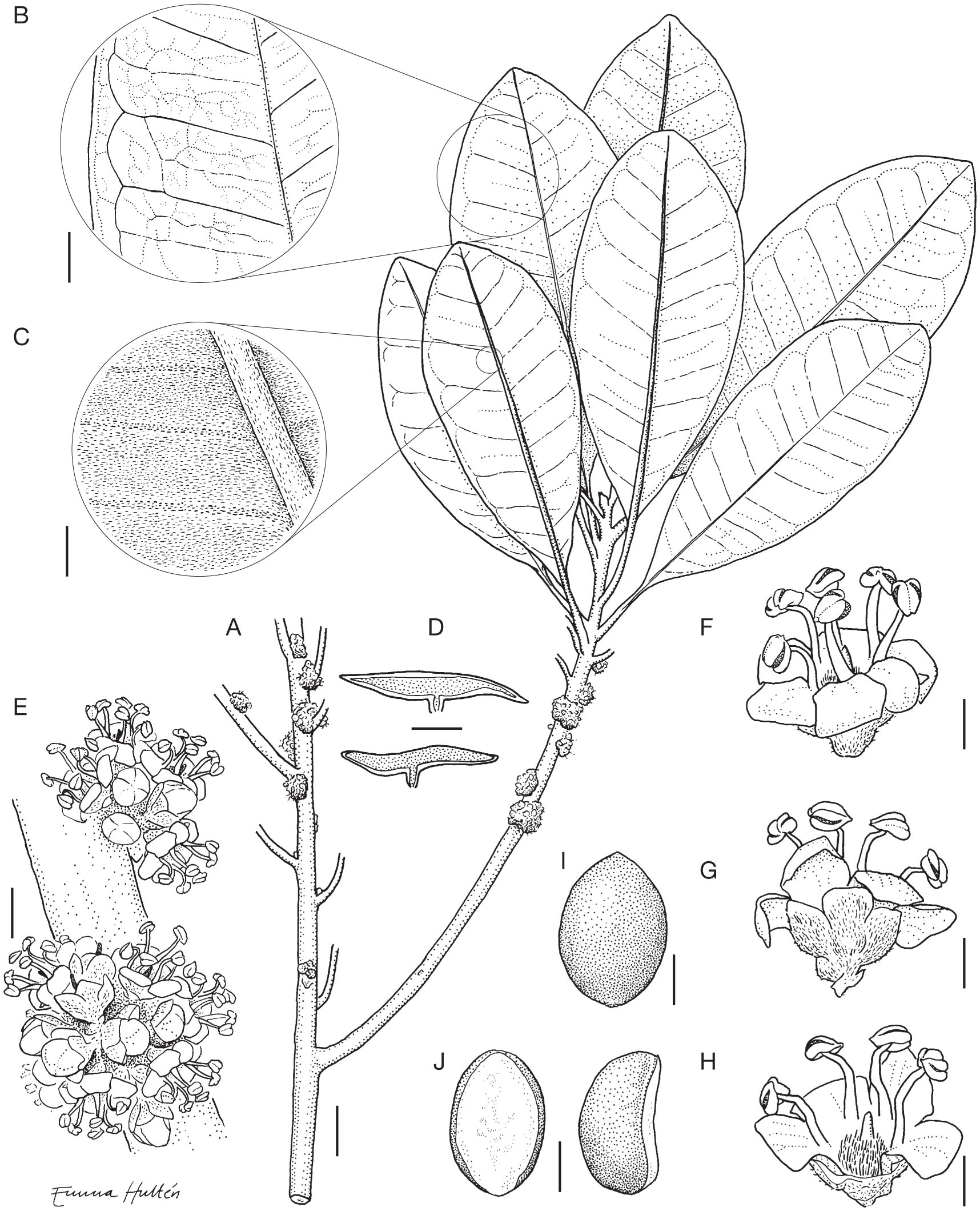 Revision of Pycnandra subgenus Sebertia (Sapotaceae) and a generic key ...