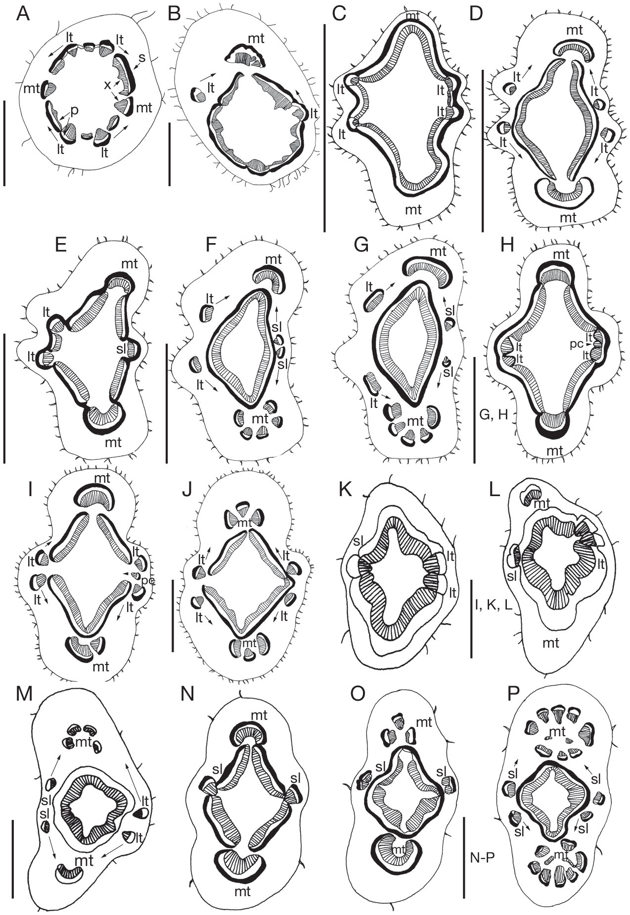 Diversity Of Nodal Structure In Mallotus Nudiflorus L Kulju Welzen Euphorbiaceae Insight Into The Evolution Of Howard S Split Lateral