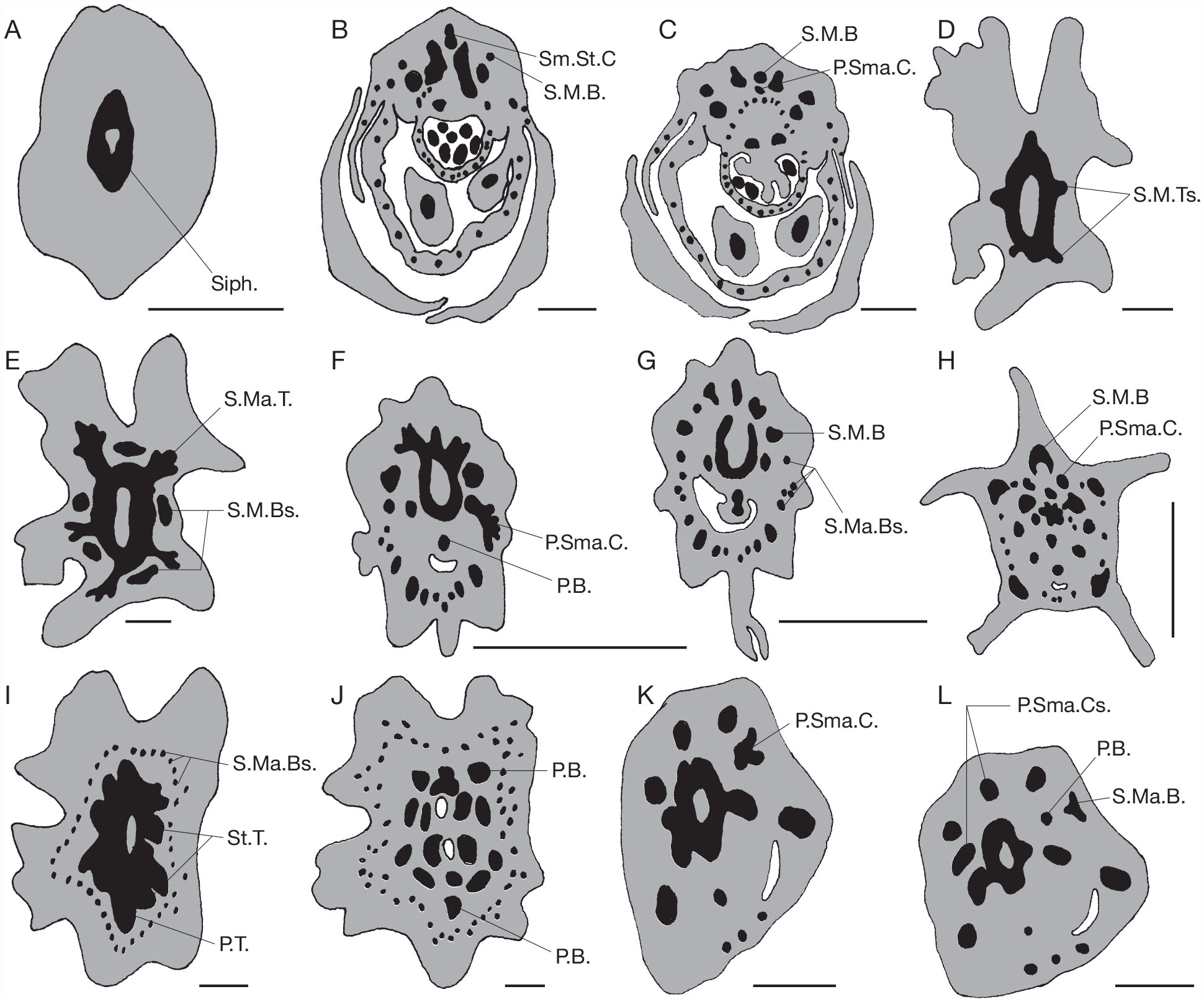 Diversity and evolutionary trends in the floral characters of some taxa ...