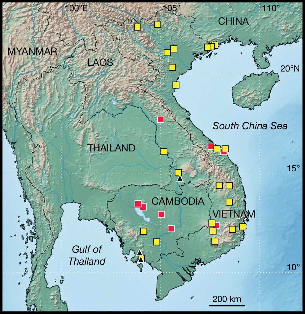 A Revision Of Syzygium Gaertn Myrtaceae In Indochina Cambodia