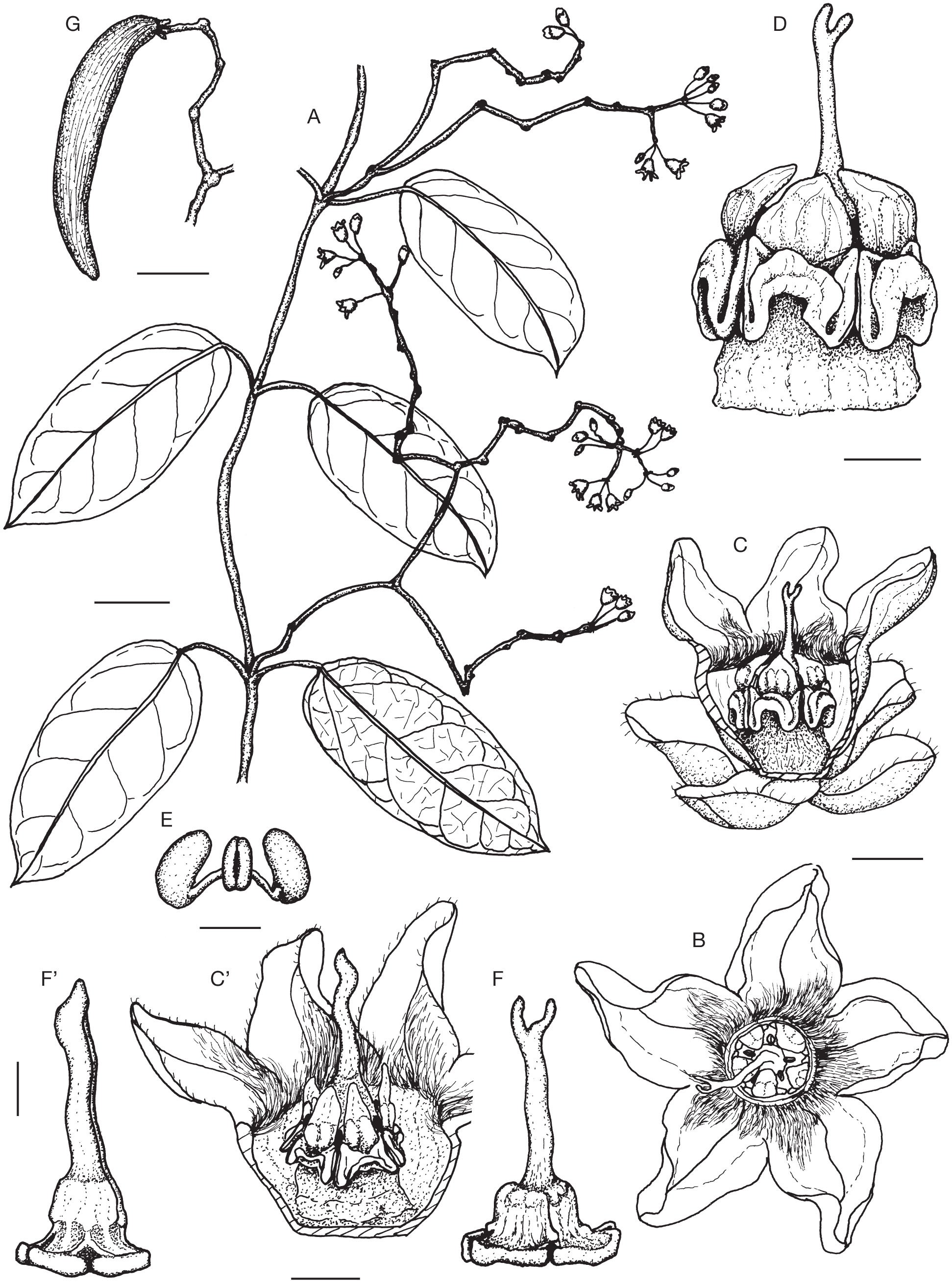 Taxonomic Novelties In Apocynaceae Subfam Asclepiadoideae From New Caledonia