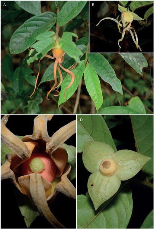 Drawings of flowers of Pseuduvaria froggattii. A, Flower from outside