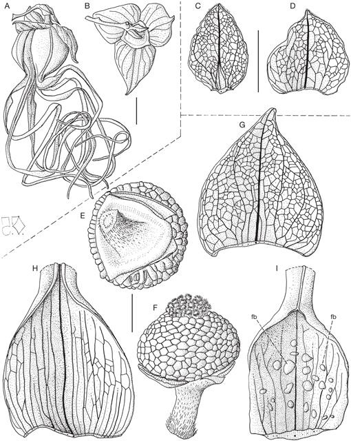 Drawings of flowers of Pseuduvaria froggattii. A, Flower from outside
