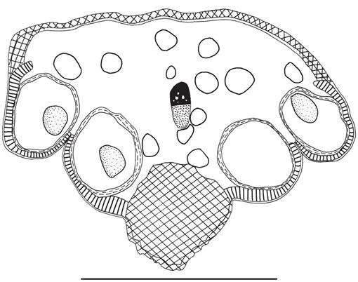 Drawings of flowers of Pseuduvaria froggattii. A, Flower from outside