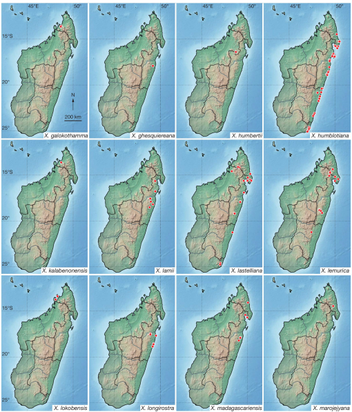 A Revision Of Xylopia L Annonaceae The Species Of Madagascar And The Mascarene Islands