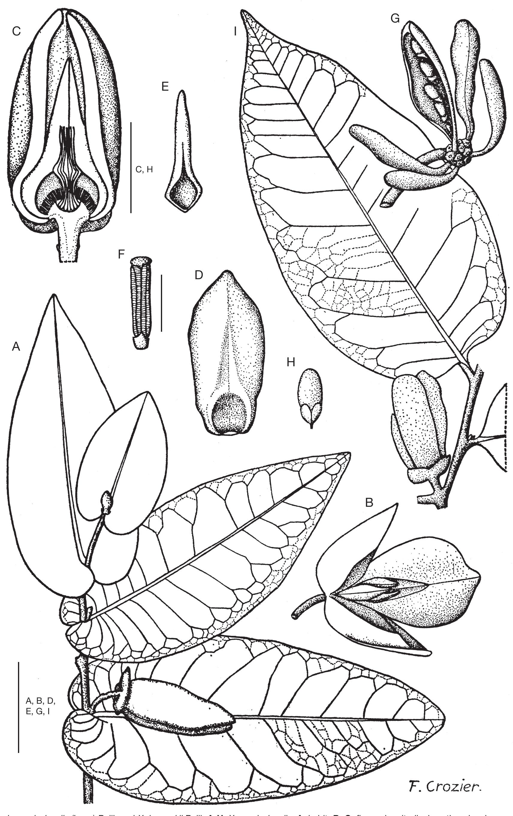 A Revision Of Xylopia L Annonaceae The Species Of Madagascar And The Mascarene Islands