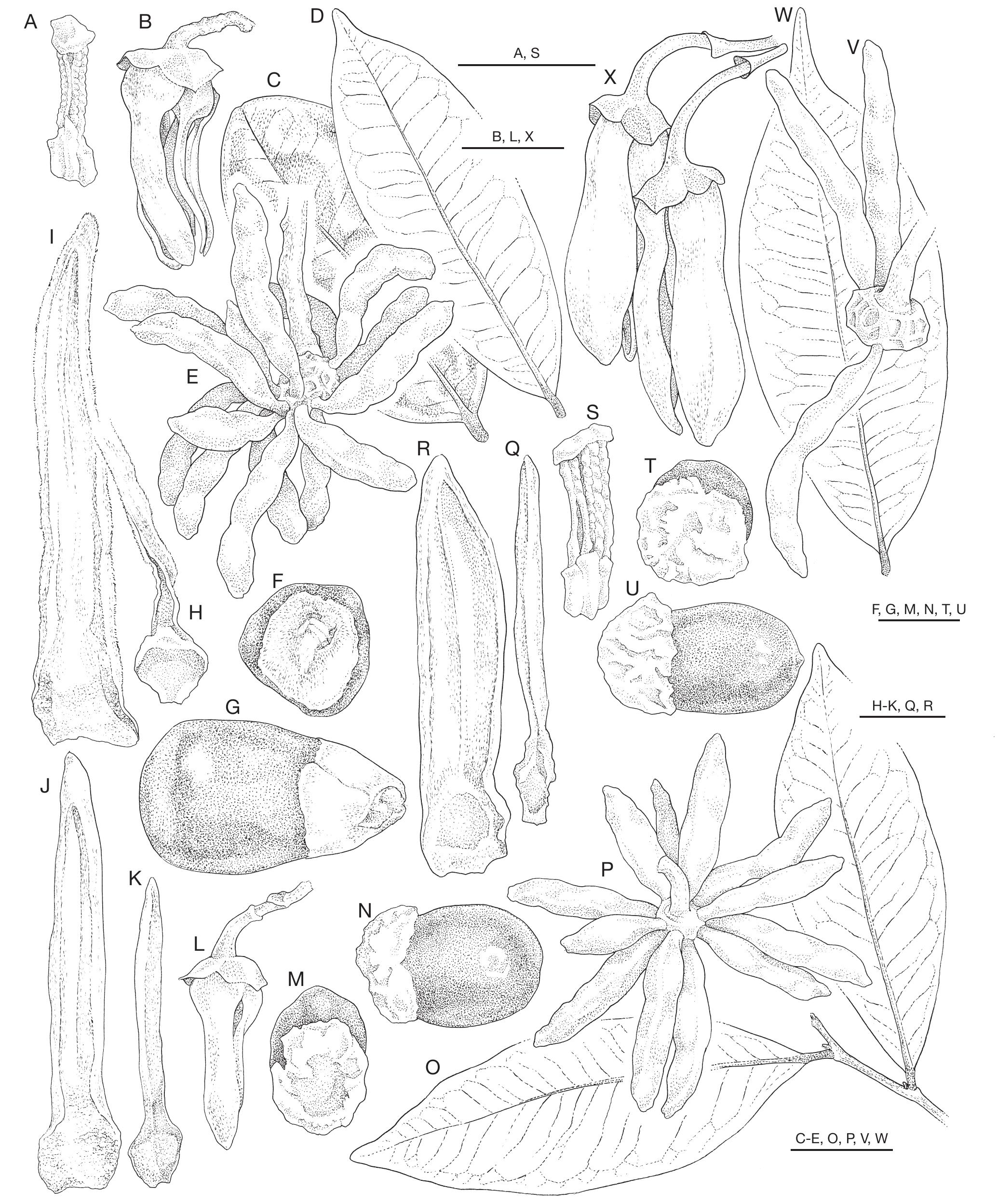 A Revision Of Xylopia L Annonaceae The Species Of Madagascar And The Mascarene Islands