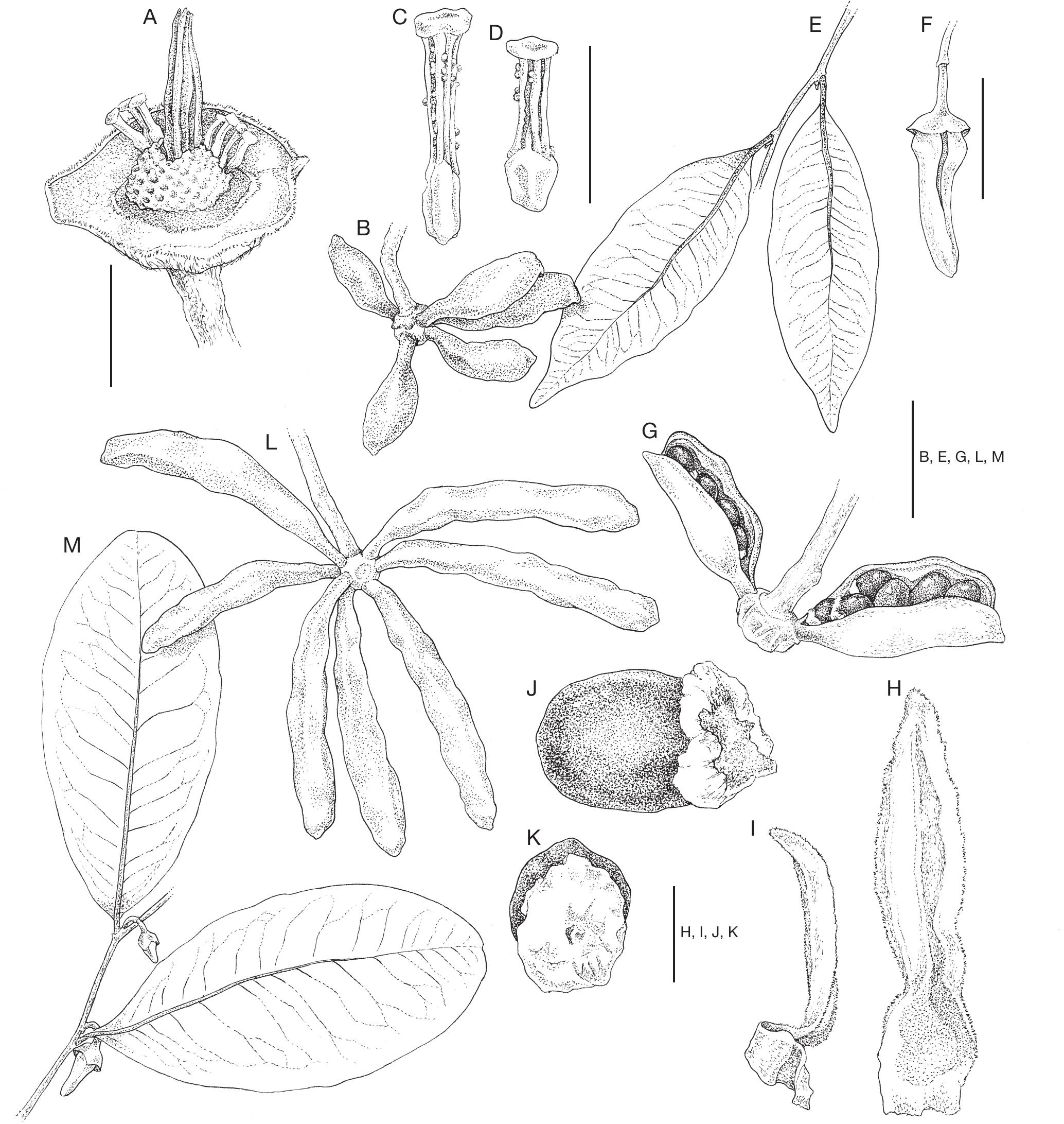A Revision Of Xylopia L Annonaceae The Species Of Madagascar And The Mascarene Islands