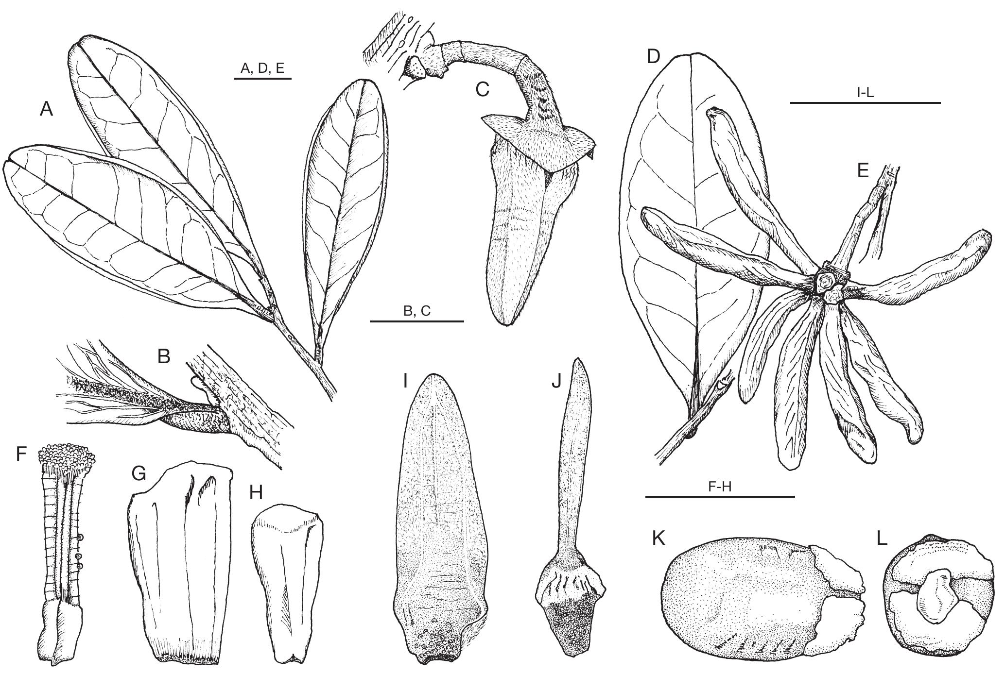 A revision of Xylopia L. (Annonaceae): the species of Madagascar and ...