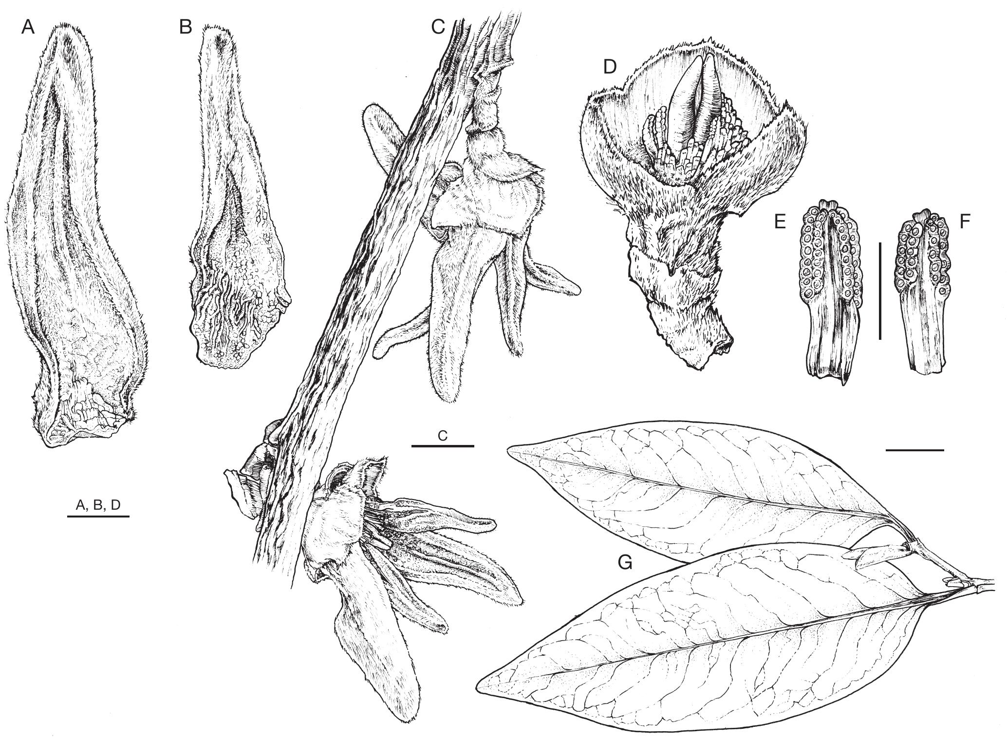 A Revision Of Xylopia L Annonaceae The Species Of Madagascar And The Mascarene Islands