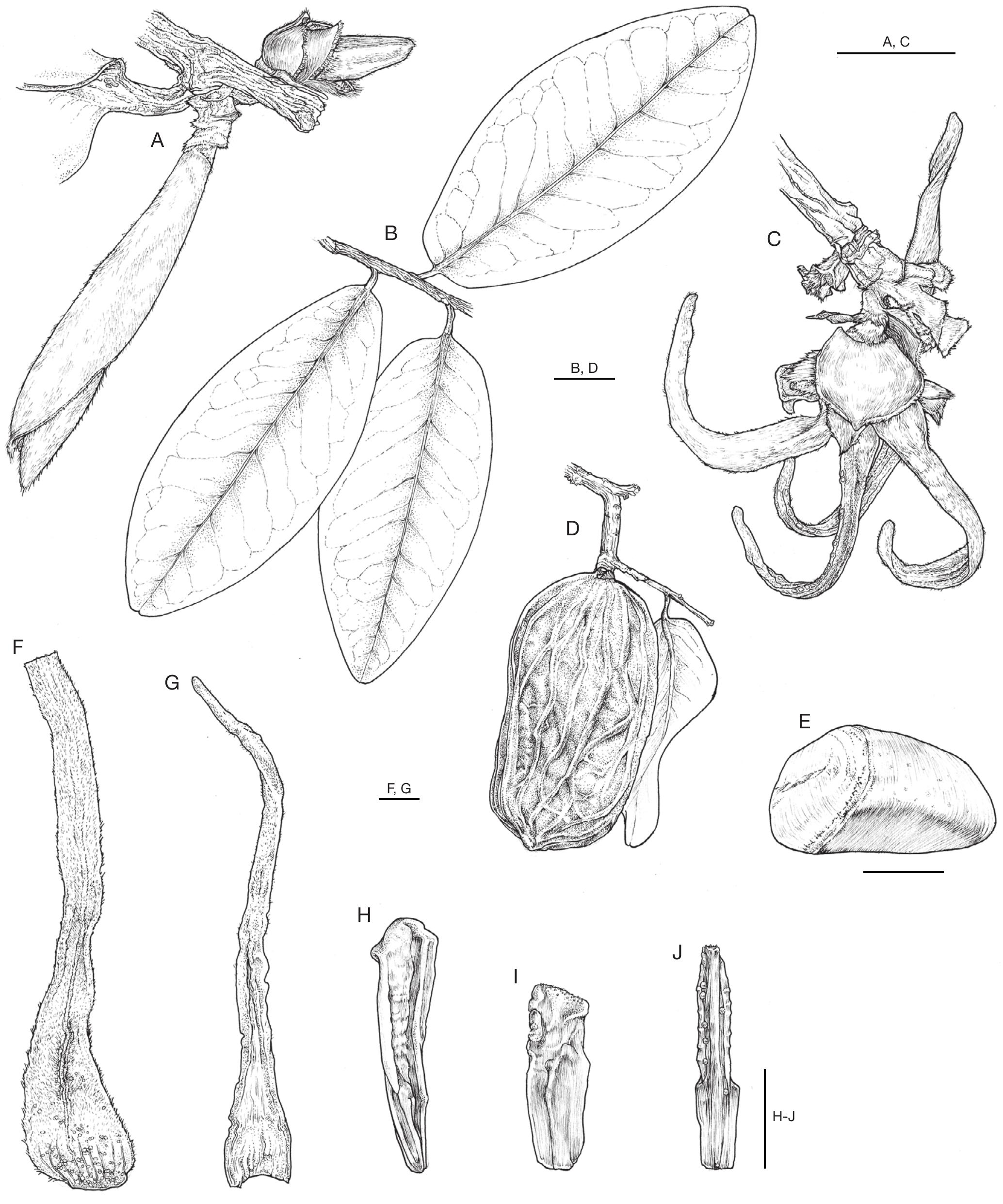 A Revision Of Xylopia L Annonaceae The Species Of Madagascar And The Mascarene Islands