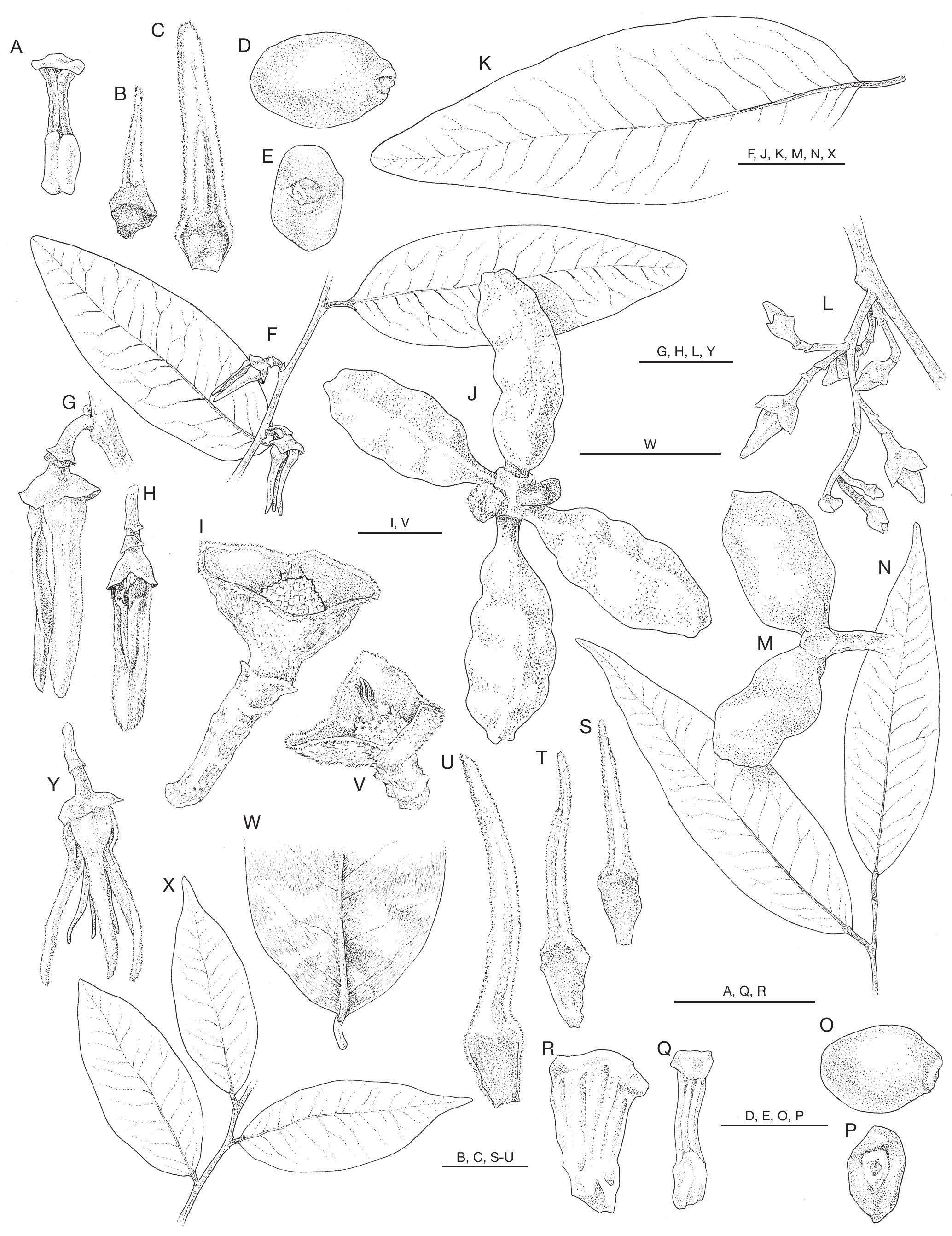 A Revision Of Xylopia L Annonaceae The Species Of Madagascar And The Mascarene Islands