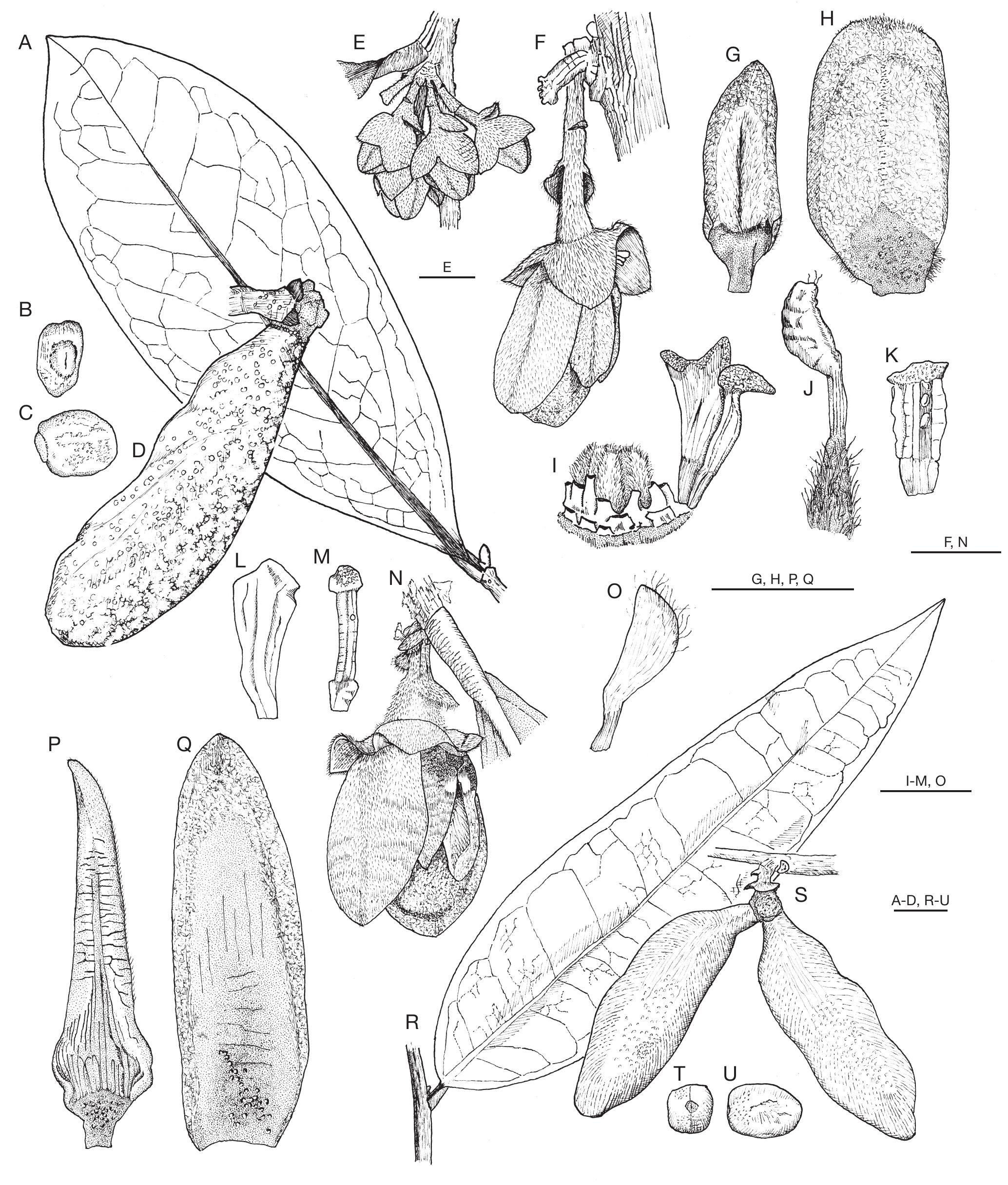 A Revision Of Xylopia L Annonaceae The Species Of Madagascar And The Mascarene Islands