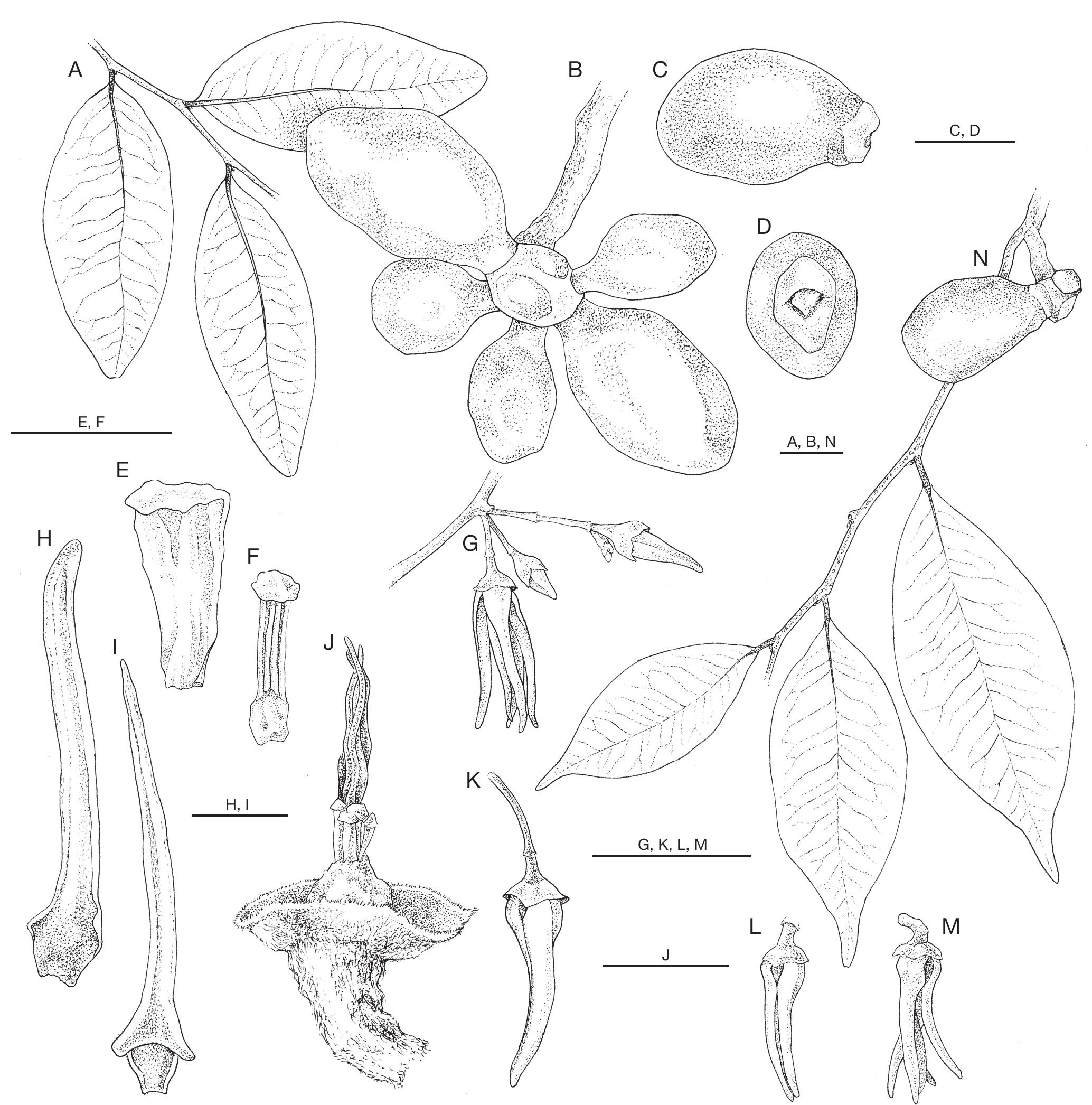 A Revision Of Xylopia L Annonaceae The Species Of