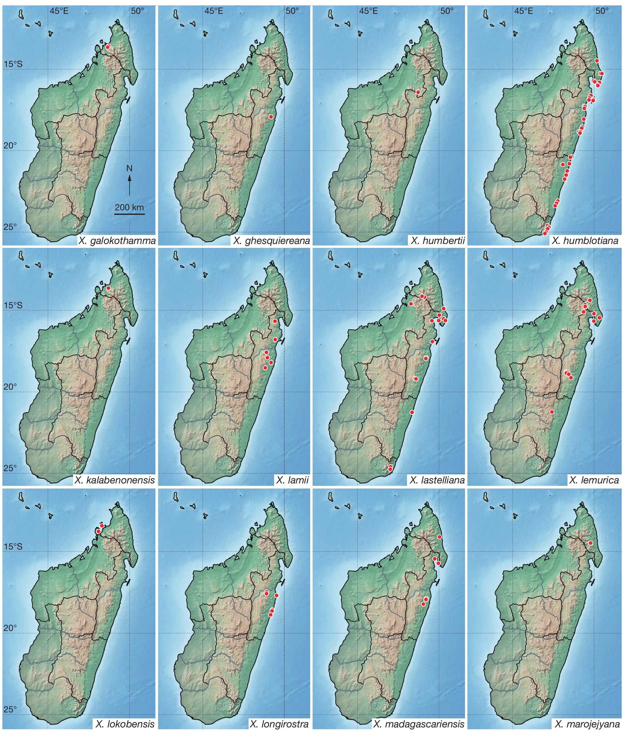 A Revision Of Xylopia L Annonaceae The Species Of Madagascar And The Mascarene Islands