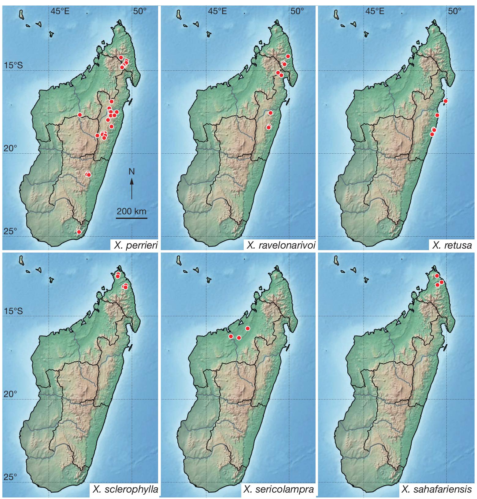 A Revision Of Xylopia L Annonaceae The Species Of Madagascar And The Mascarene Islands