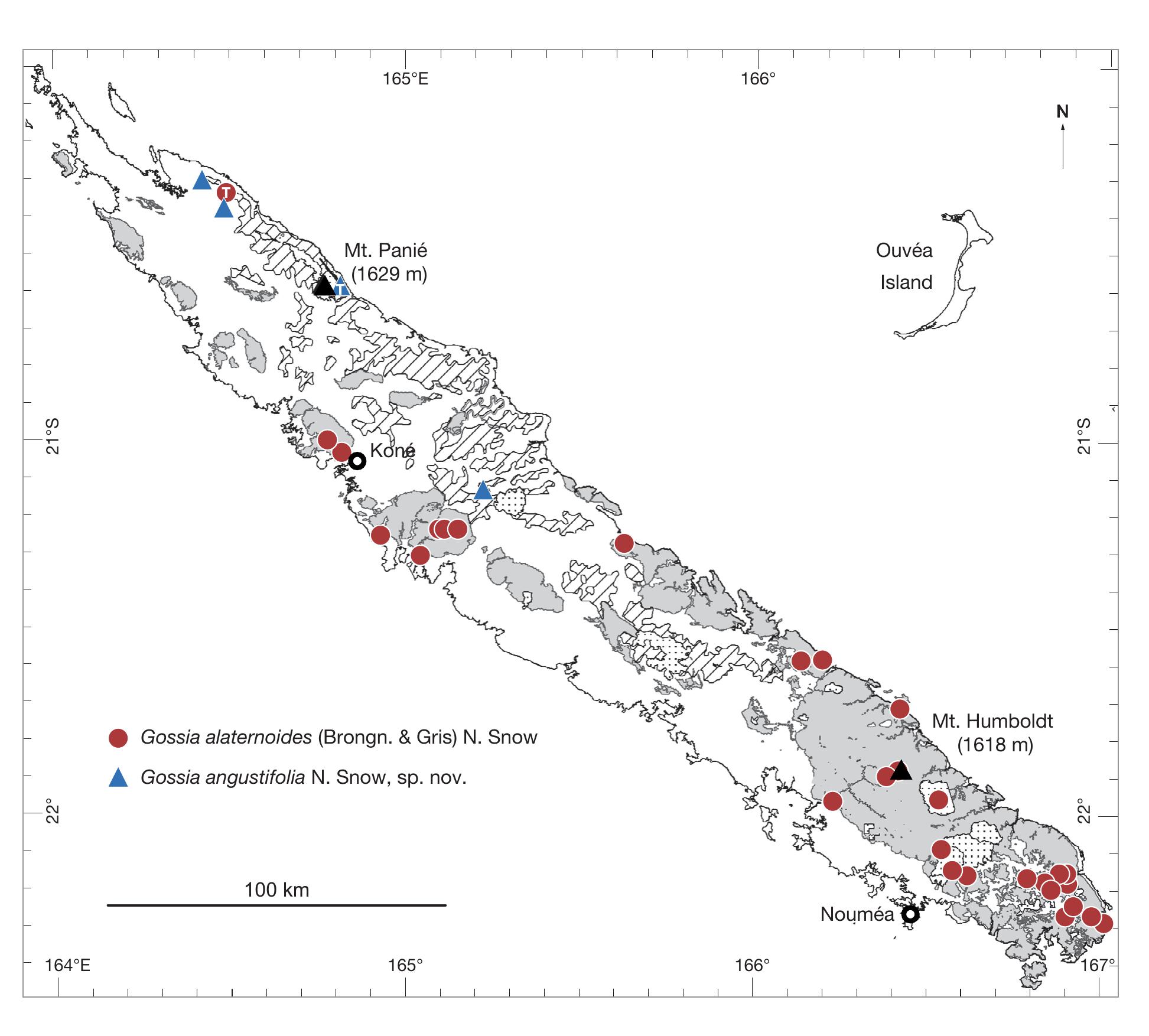 A Revision Of New Caledonian Gossia N Snow Guymer Myrtaceae