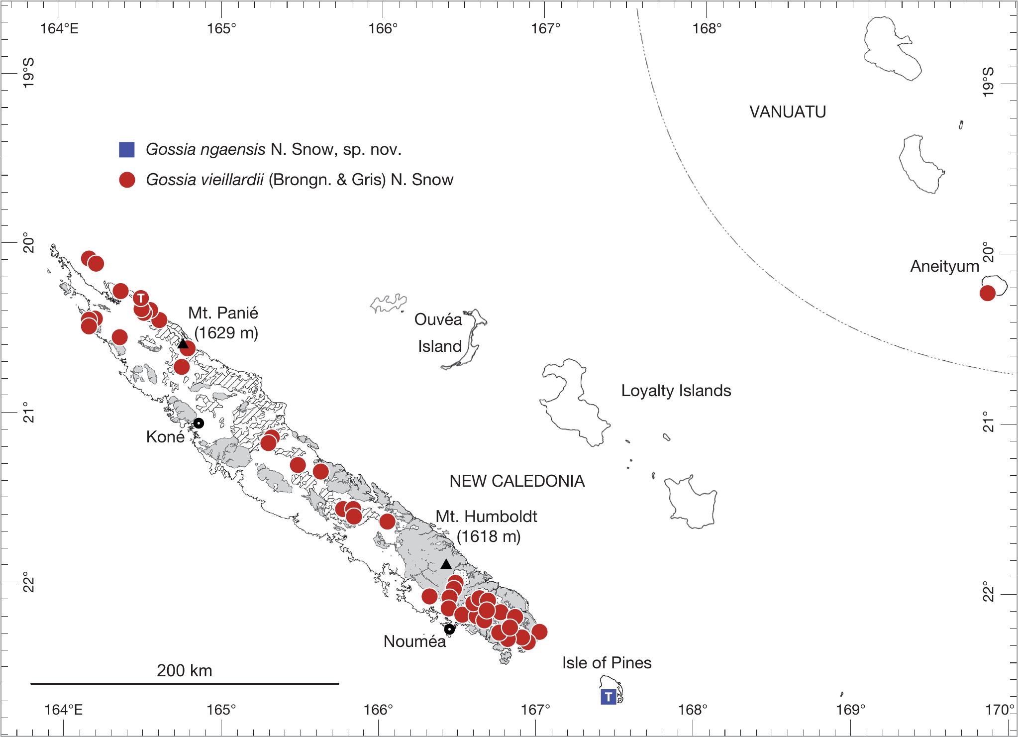 A Revision Of New Caledonian Gossia N Snow Guymer Myrtaceae