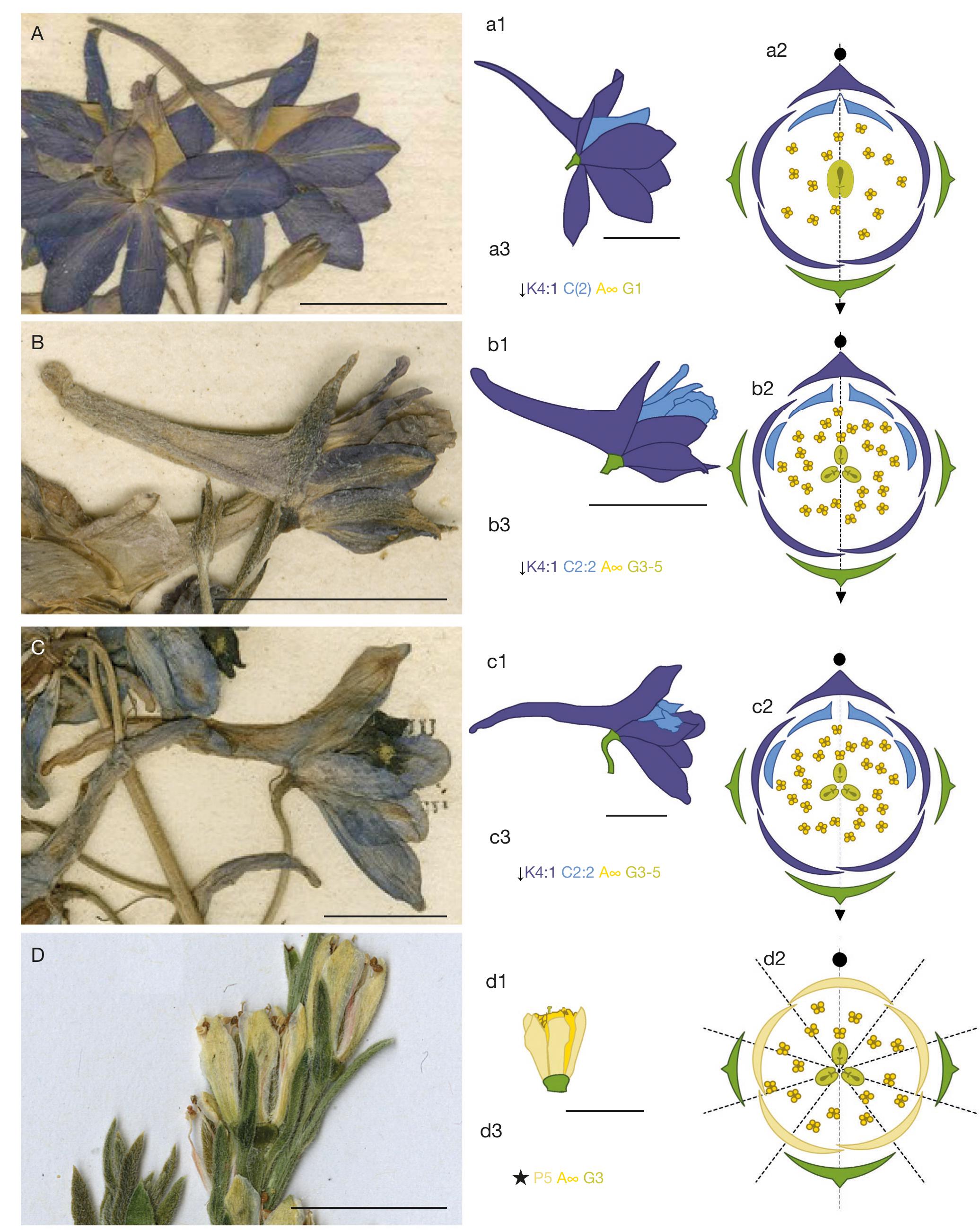 Delphinium Buds 12 in Antique Lavender Usable petals