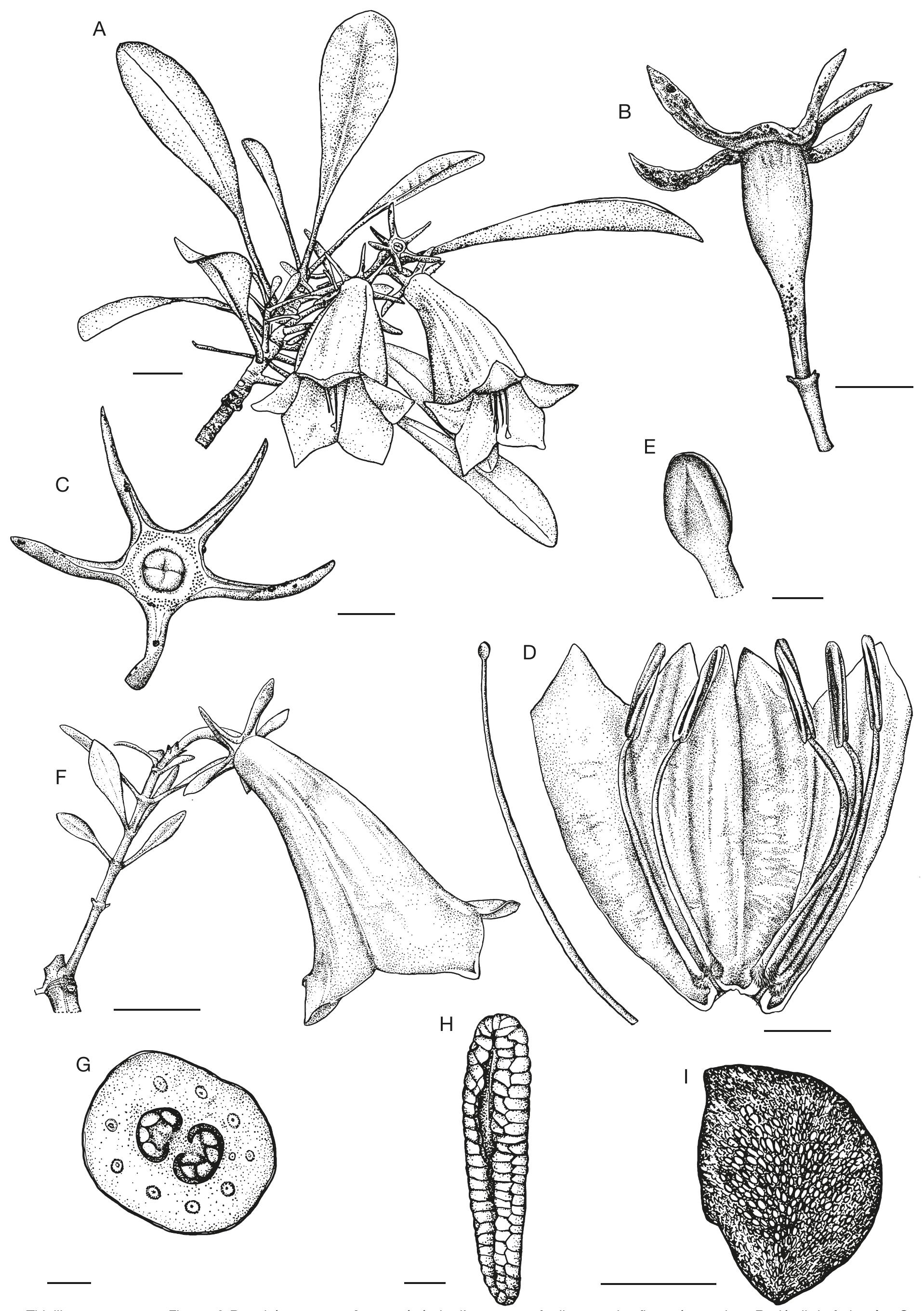 Deux Especes Nouvelles De Thiollierea Montrouz Rubiaceae Endemiques Des Massifs Nord Ouest De La Grande Terre Nouvelle Caledonie