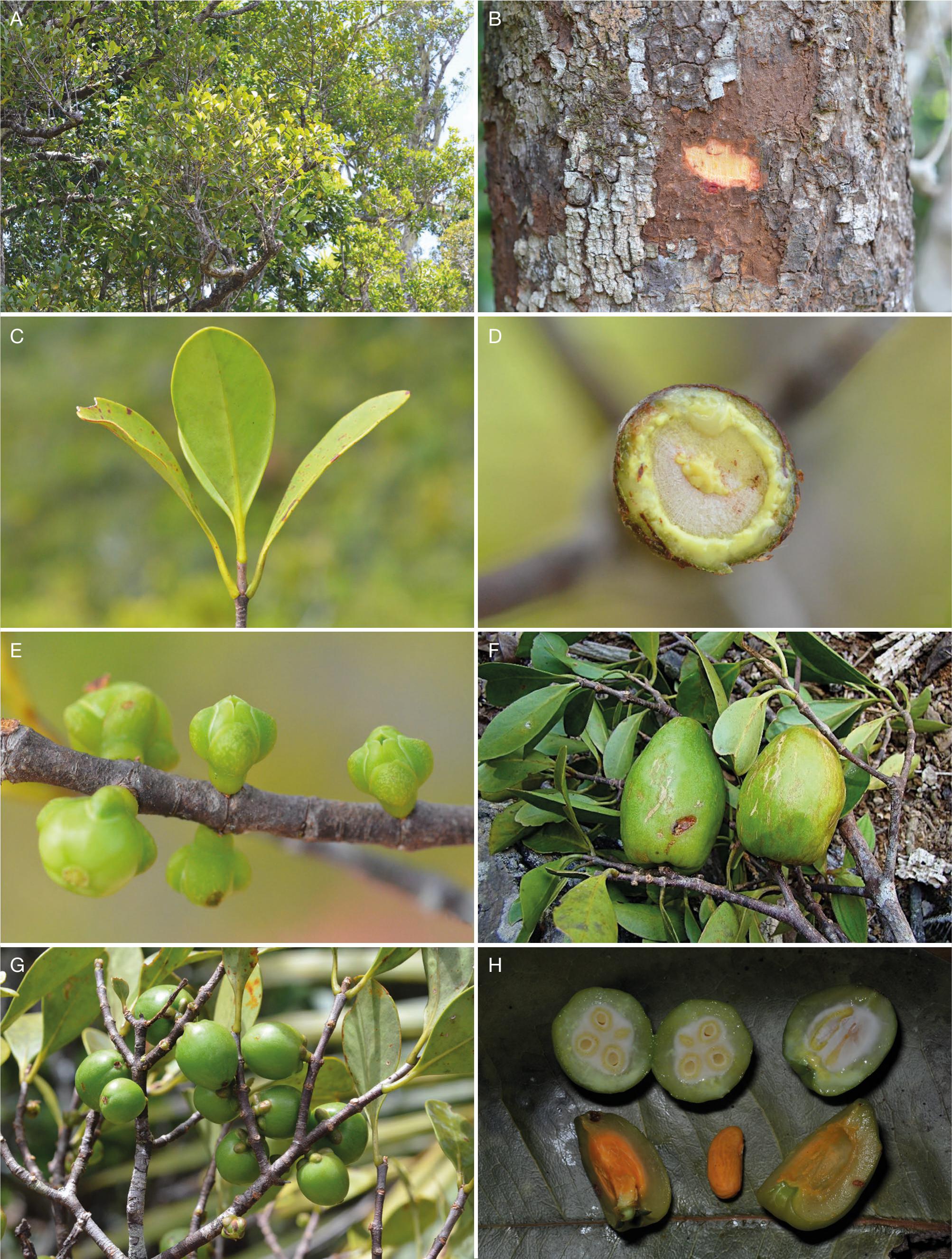 Novitates Neocaledonicae Xi A New Endemic Species Of Garcinia L Clusiaceae With An Emended Description Of G Virgata Vieill Ex Guillaumin