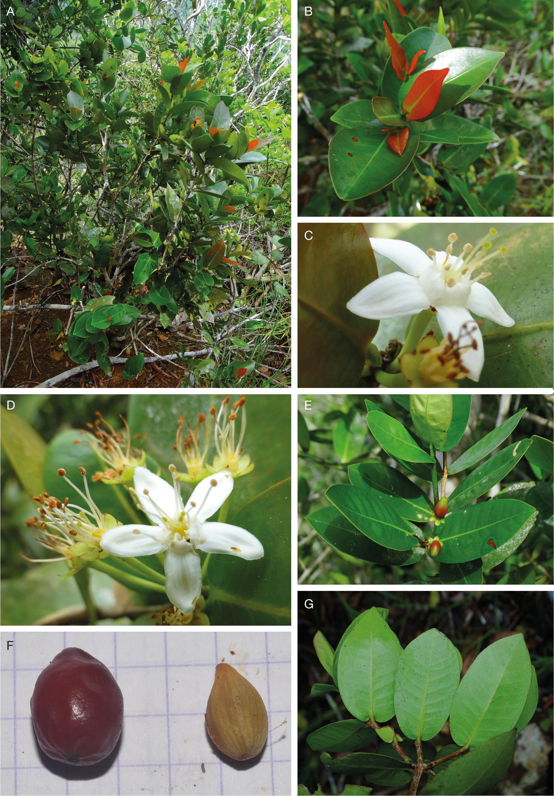 Novelties in Erythroxylum P.Browne (Erythroxylaceae) from the Comoros ...