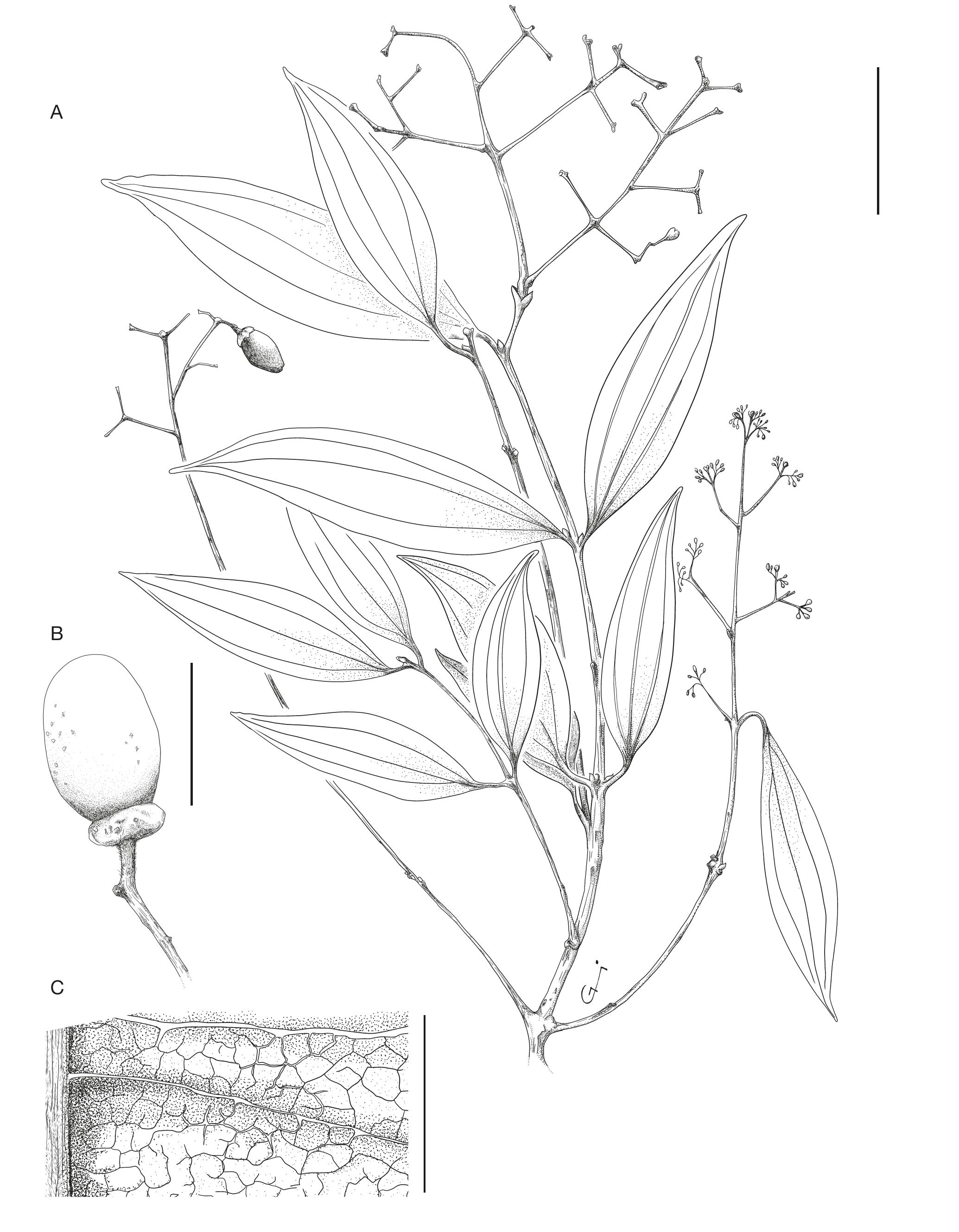 The Lauraceae Juss. Of Indo-China: Fifteen New Species, Four New ...