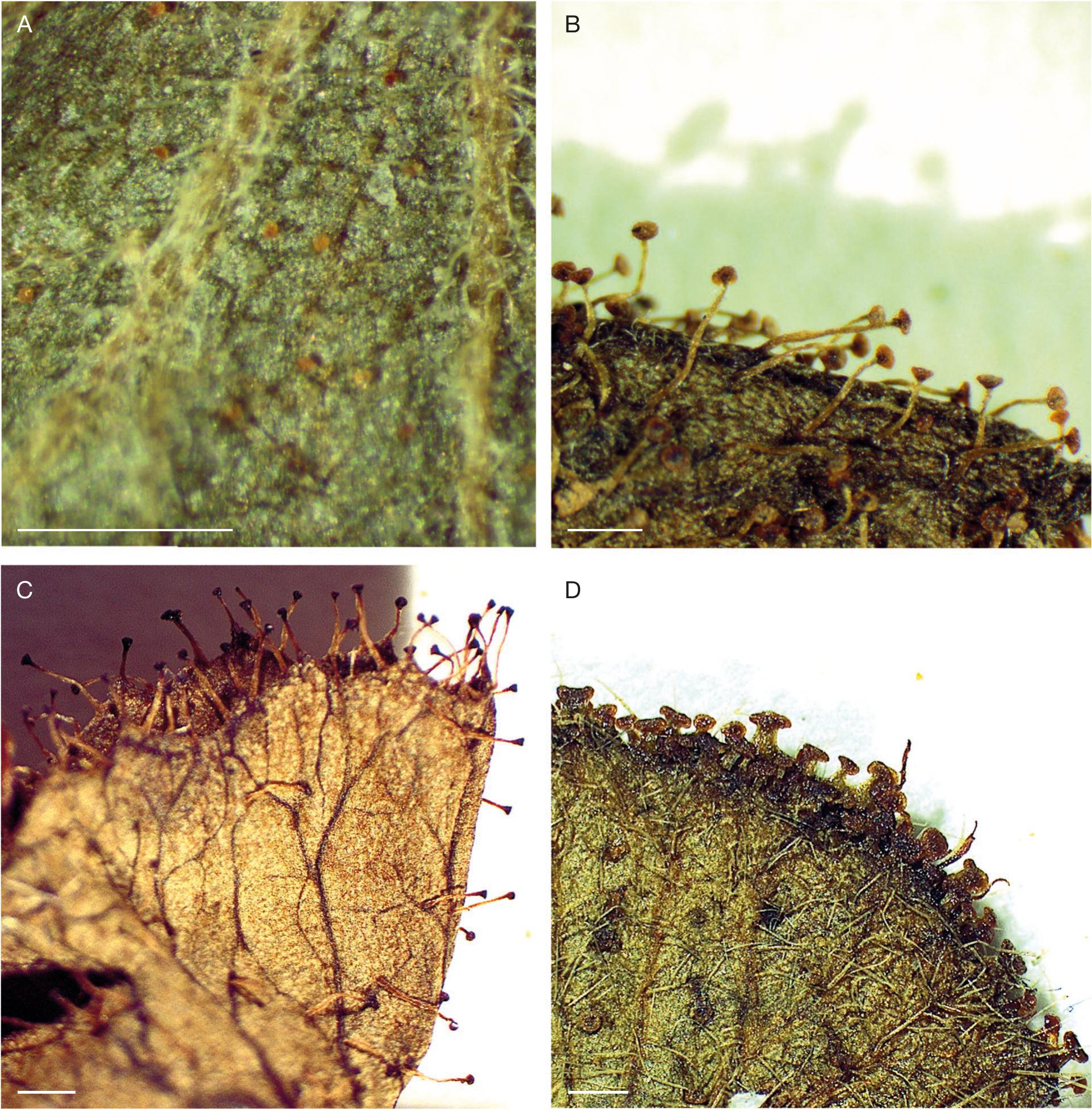 Monograph of Acalypha L. (Euphorbiaceae) of the Western Indian Ocean  Region, with the description of a new species from Mayotte