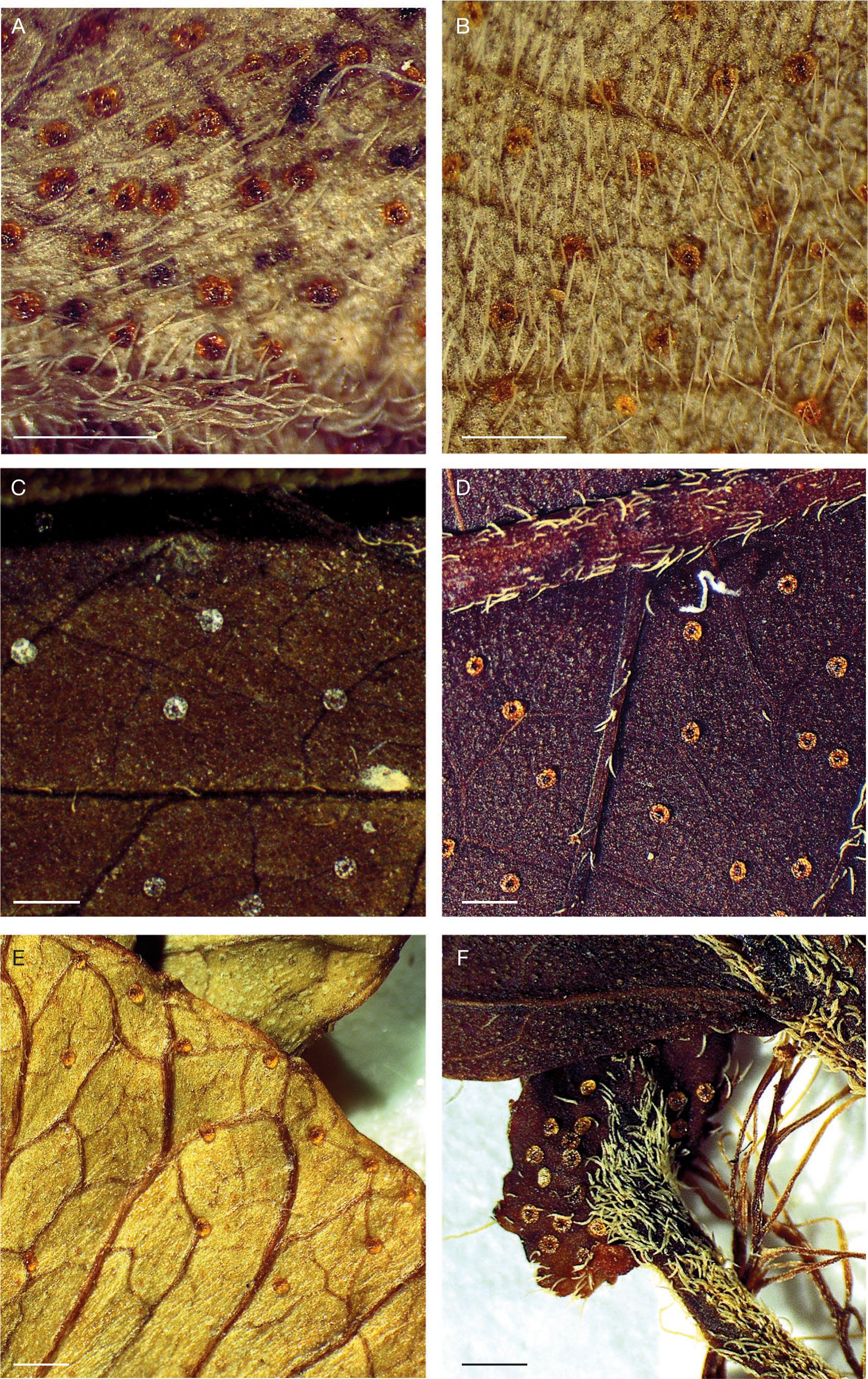 Monograph of Acalypha L. (Euphorbiaceae) of the Western Indian Ocean  Region, with the description of a new species from Mayotte