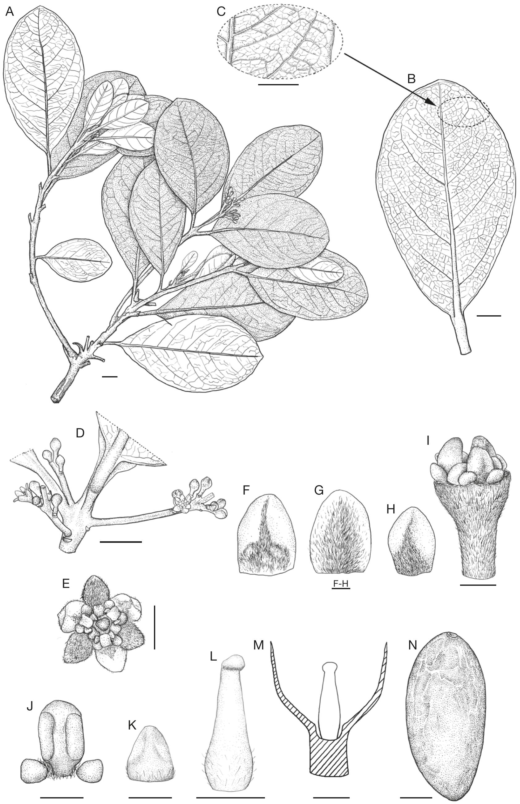 Novitates neocaledonicae XV: Two new species of Endiandra R.Br ...