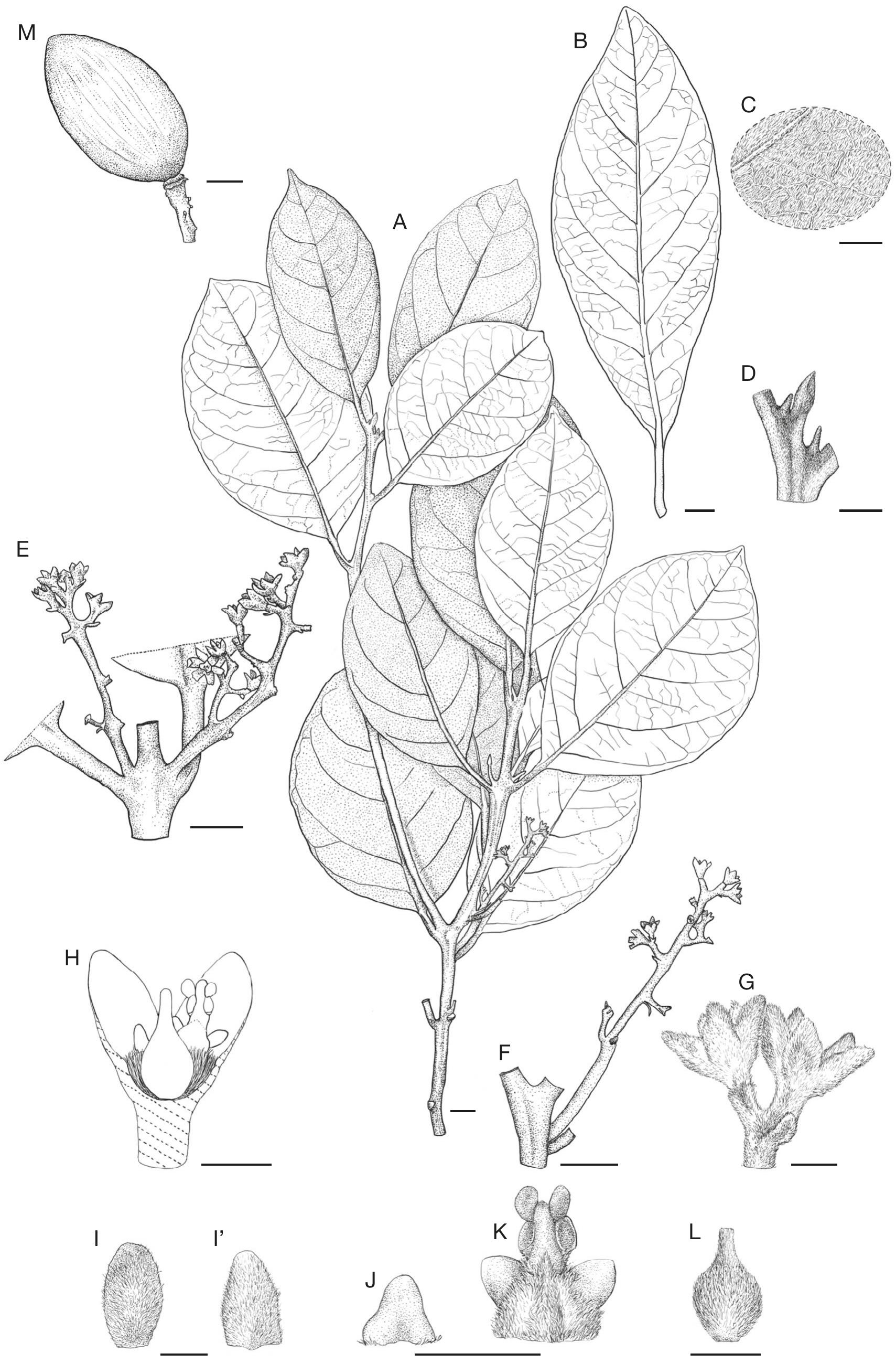 Novitates neocaledonicae XV: Two new species of Endiandra R.Br ...