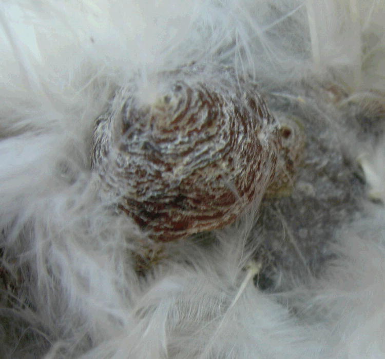 Multiple Feather Follicle Cysts In a Moroseta Hen (Gallus gallus)