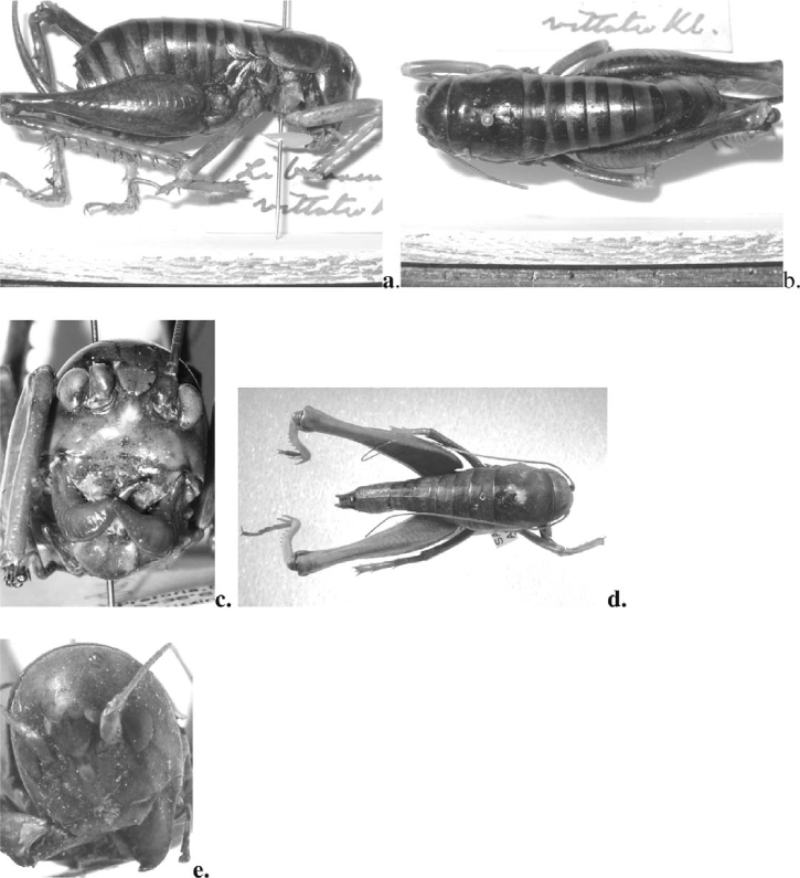 Review Of Southern African Anostostomatidae Orthoptera Ensifera