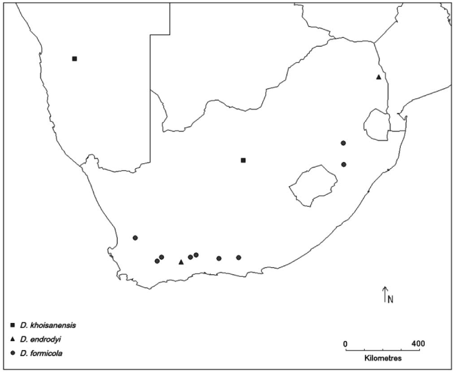 A revision of the South African myrmecophile Diplocotidus (Coleoptera ...