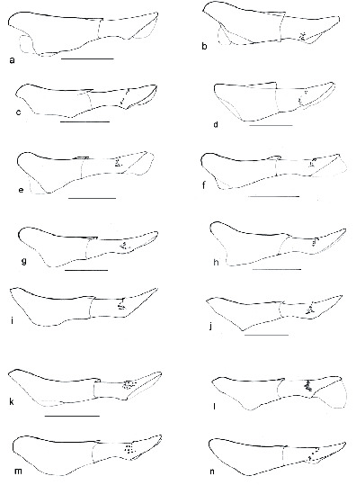 Taxonomy Biology Biogeography Evolution And Conservation Of The Genus Erikssonia Trimen Lepidoptera Lycaenidae