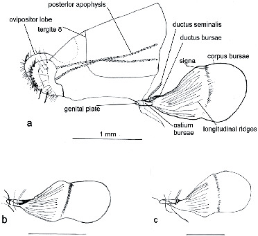 Taxonomy Biology Biogeography Evolution And Conservation Of The Genus Erikssonia Trimen Lepidoptera Lycaenidae